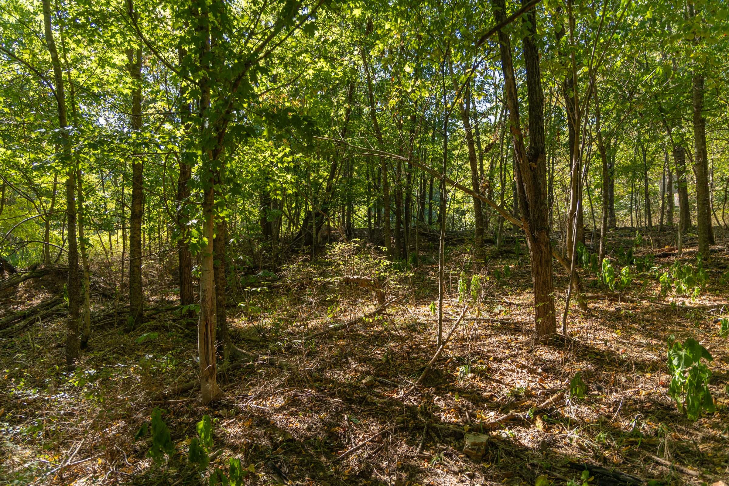Big White Oak Tract 110 photo 11