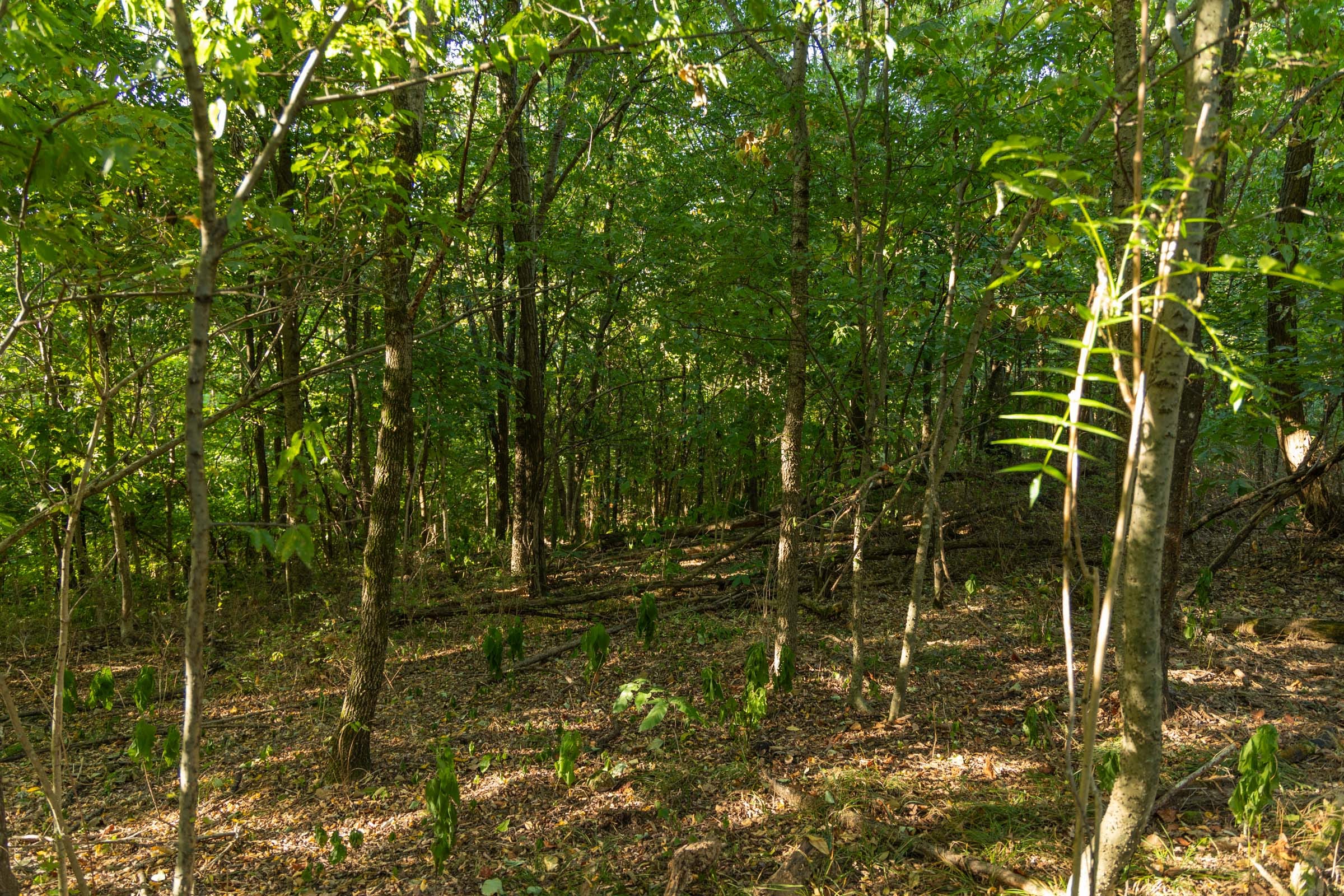 Big White Oak Tract 110 photo 10