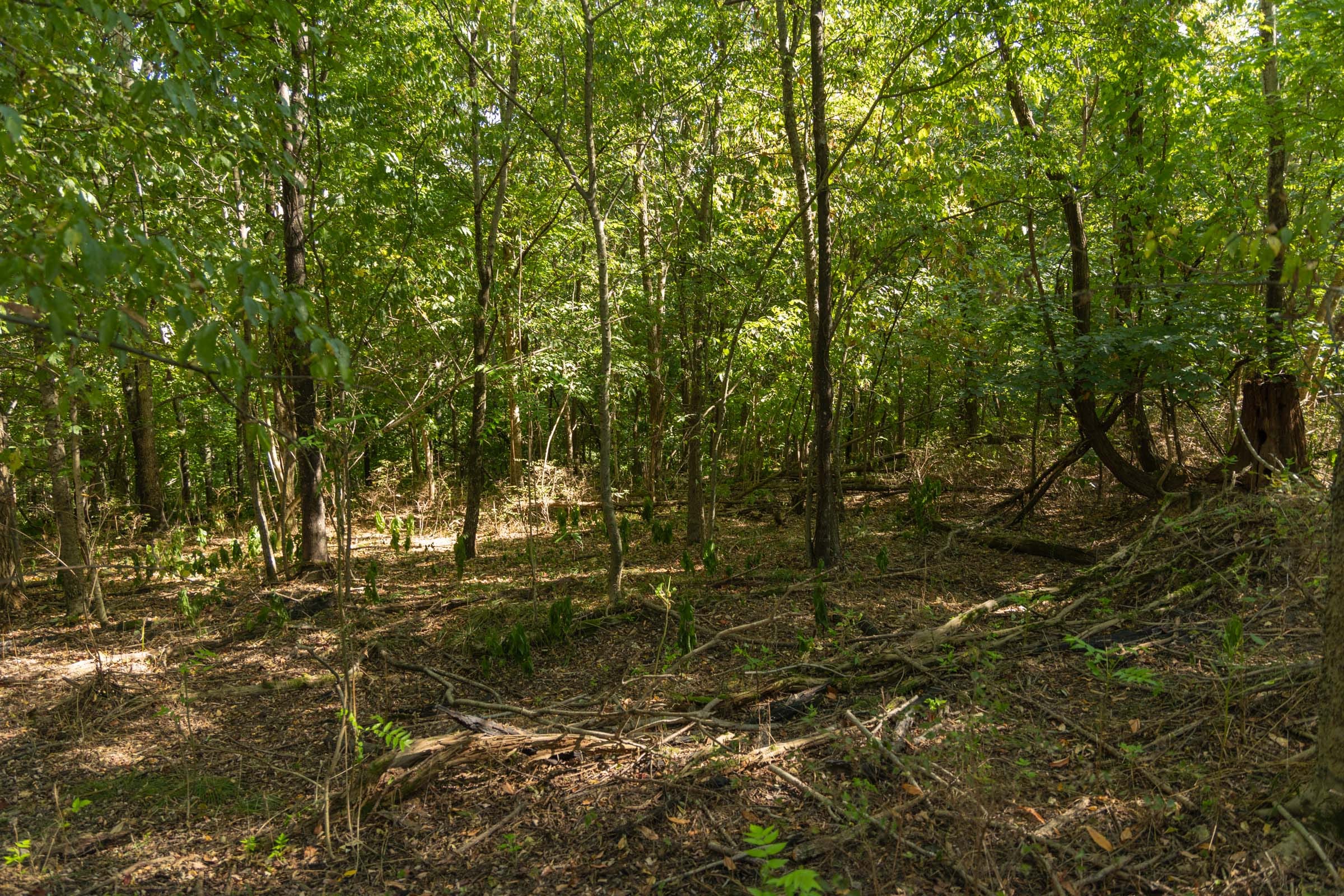 Big White Oak Tract 110 photo 8