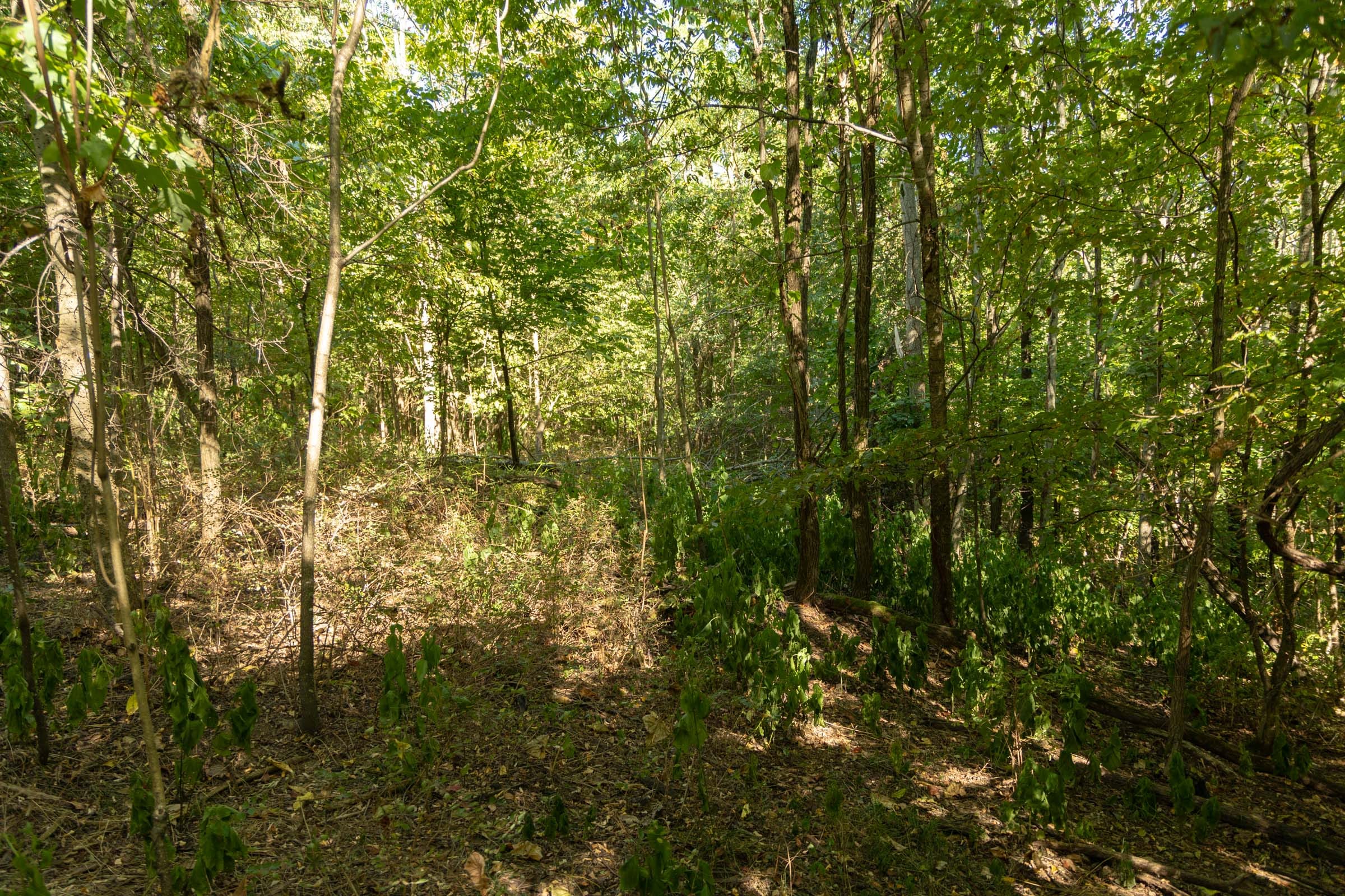 Big White Oak Tract 110 photo 7