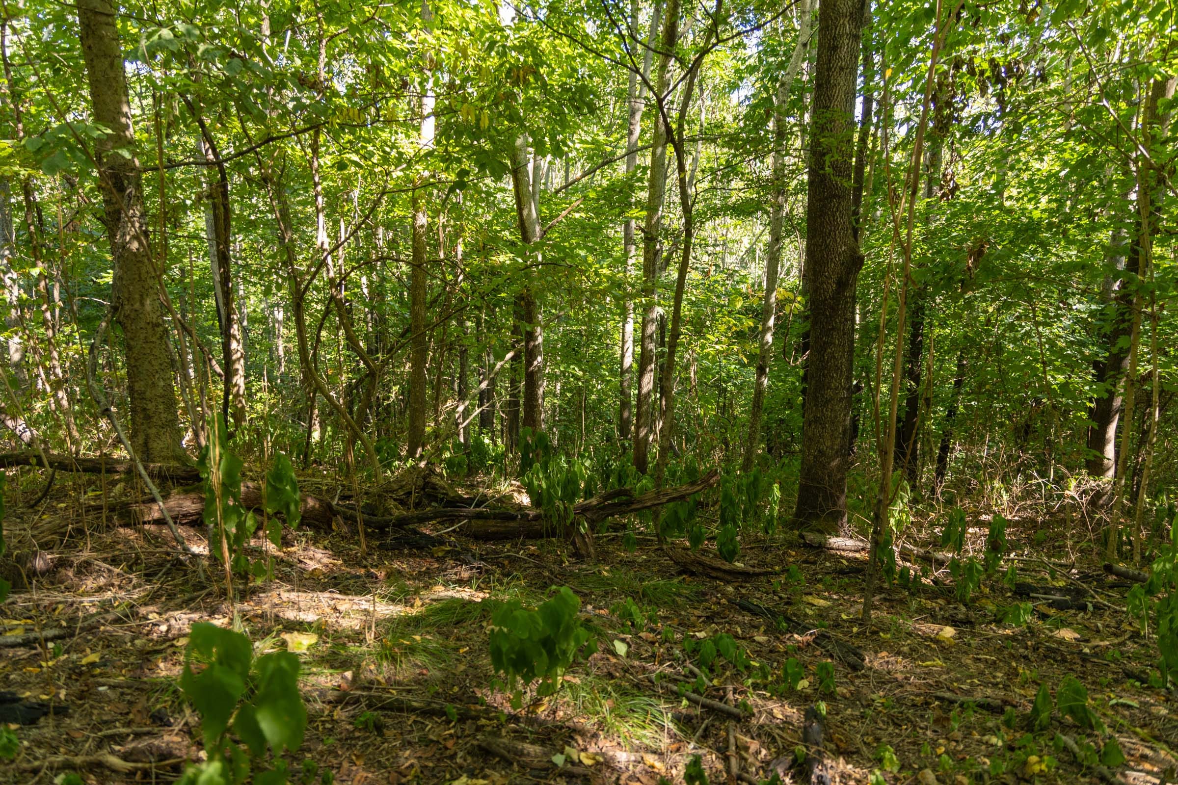 Big White Oak Tract 110 photo 6