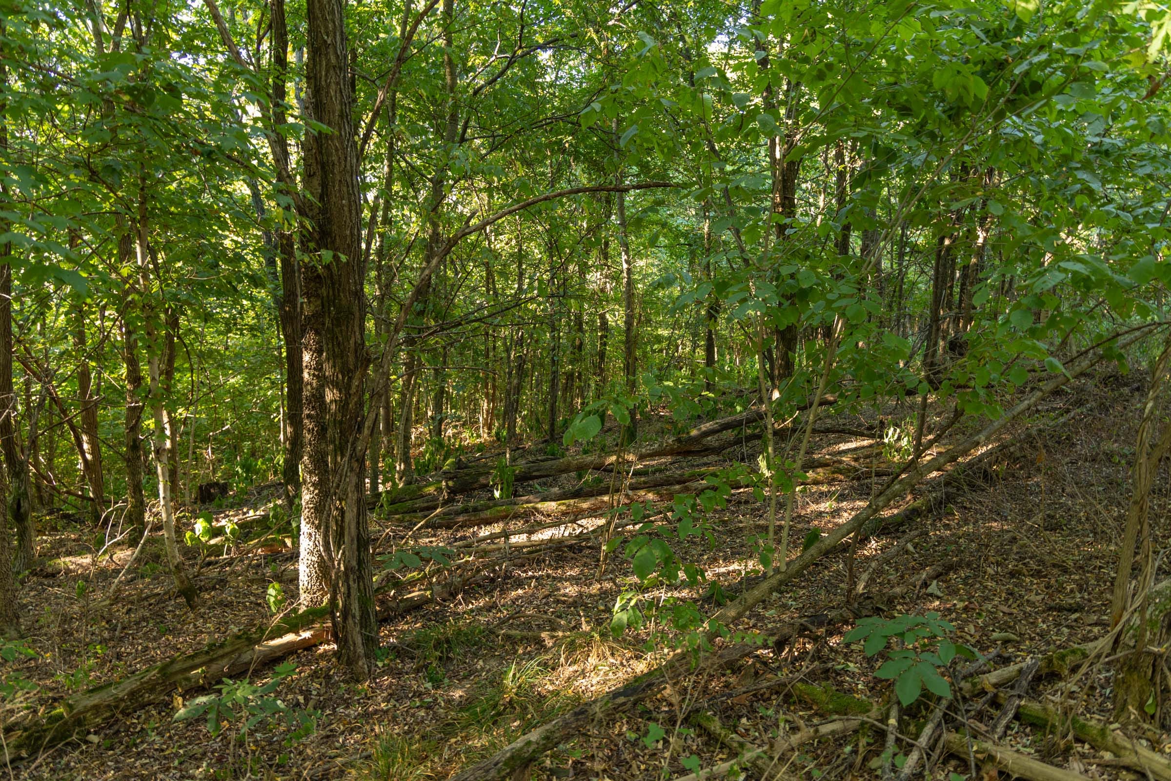 Big White Oak Tract 110 photo 5