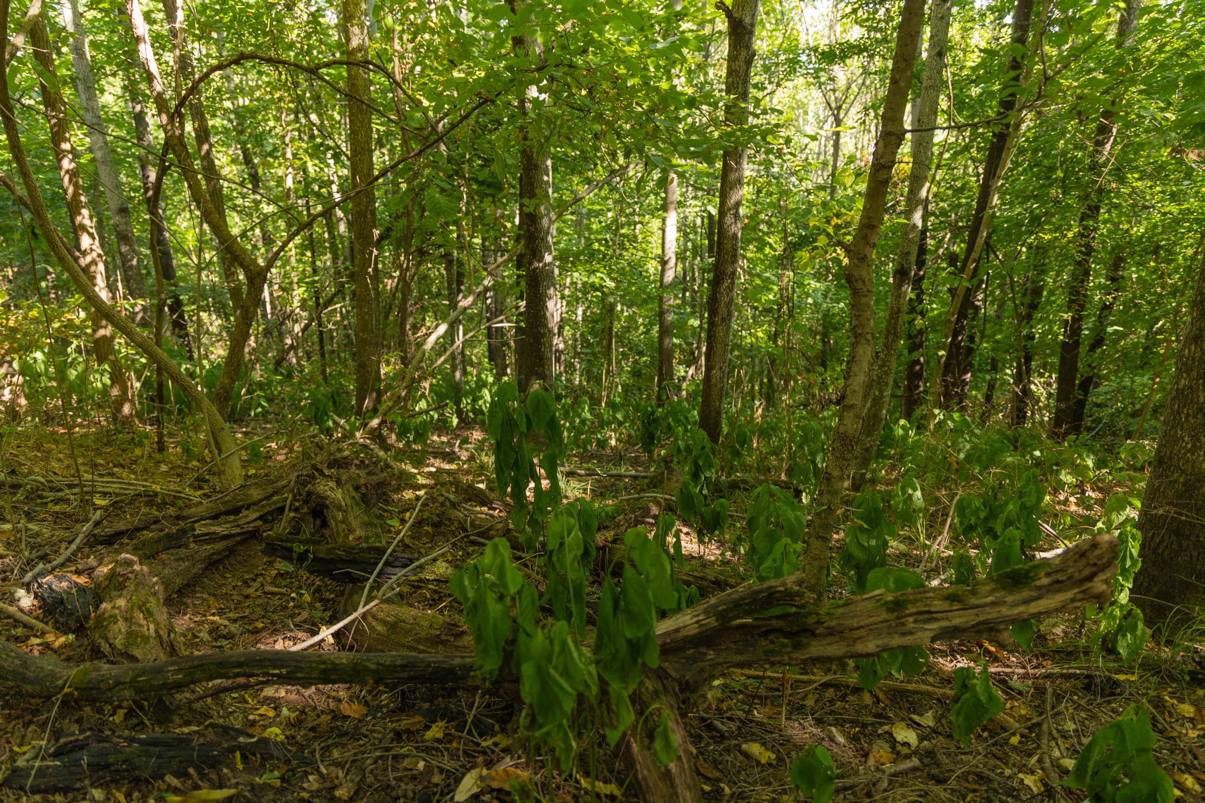 Big White Oak Tract 110 photo 4