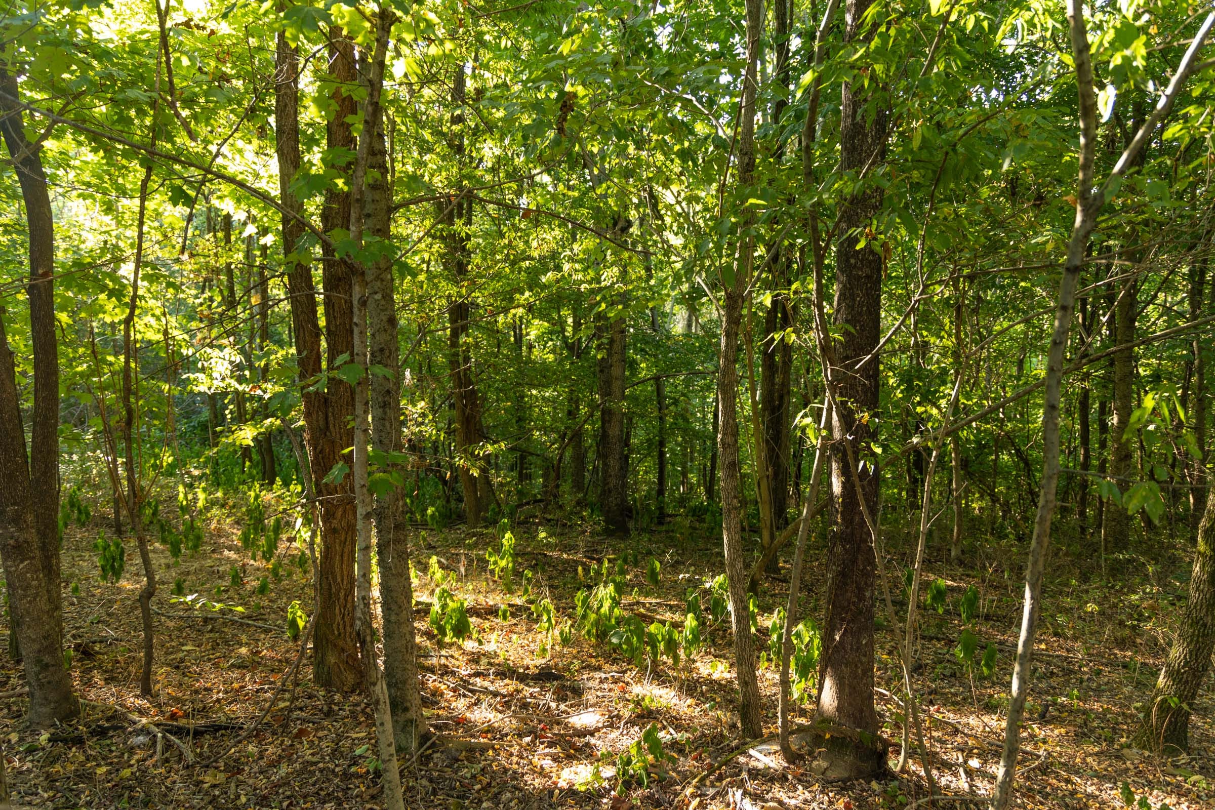 Big White Oak Tract 110 photo 3