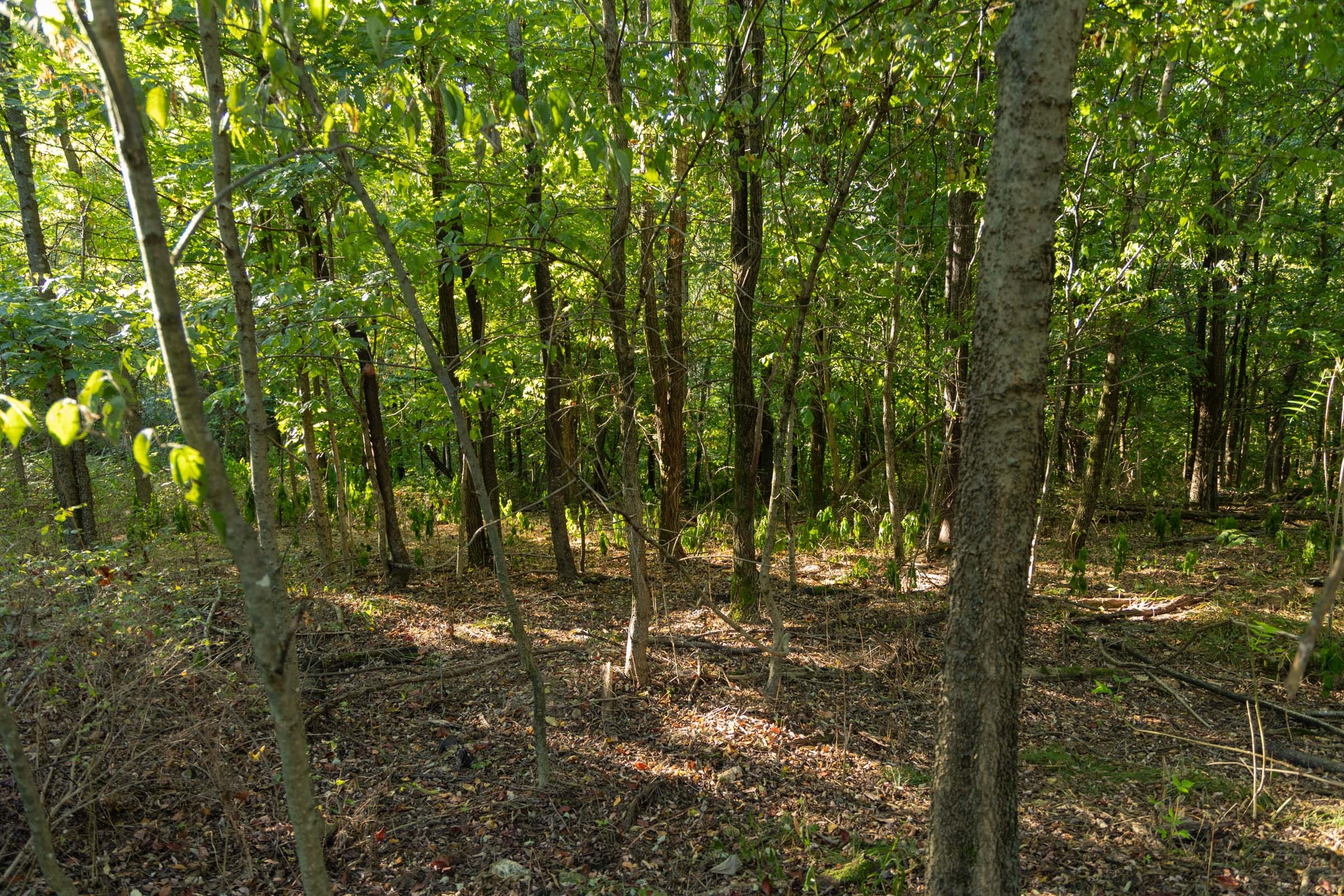 Big White Oak Tract 110 photo 2