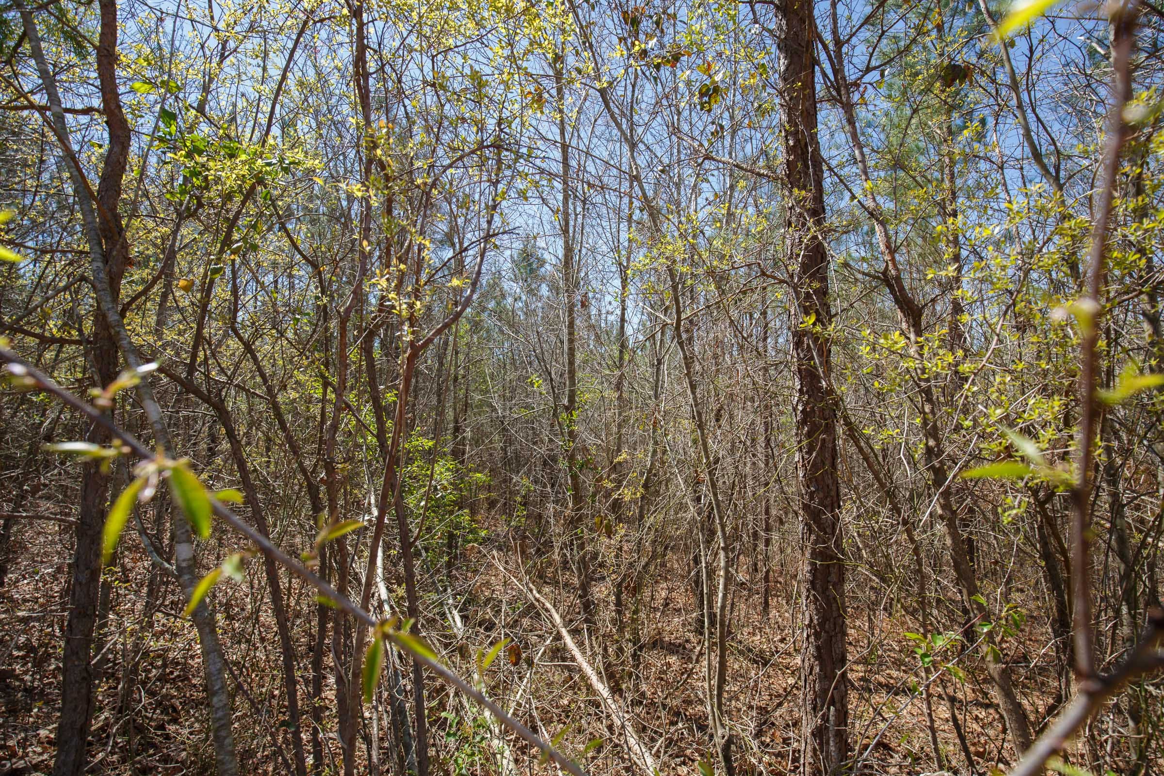 Southern Hills Tract 5 photo 4