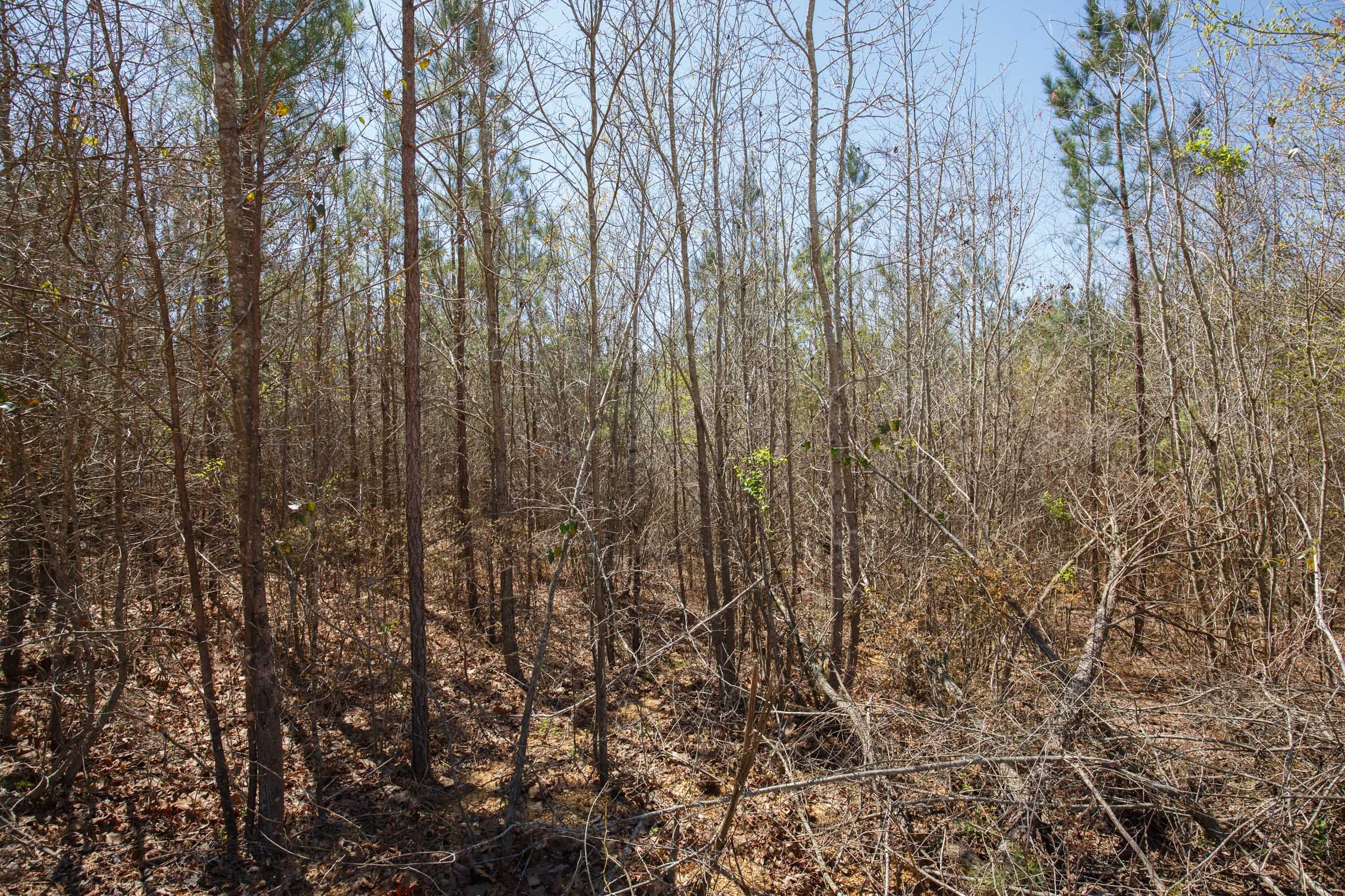 Southern Hills Tract 5 photo 5