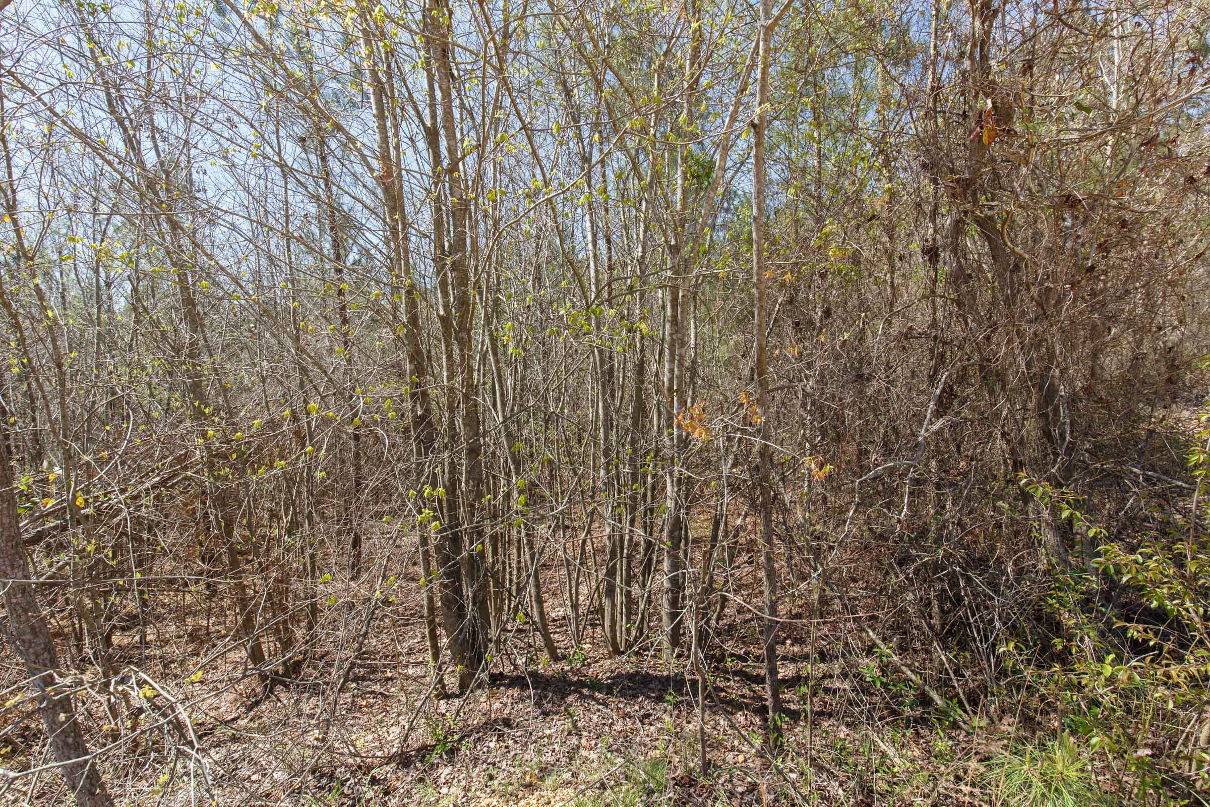 Southern Hills Tract 5 photo 7