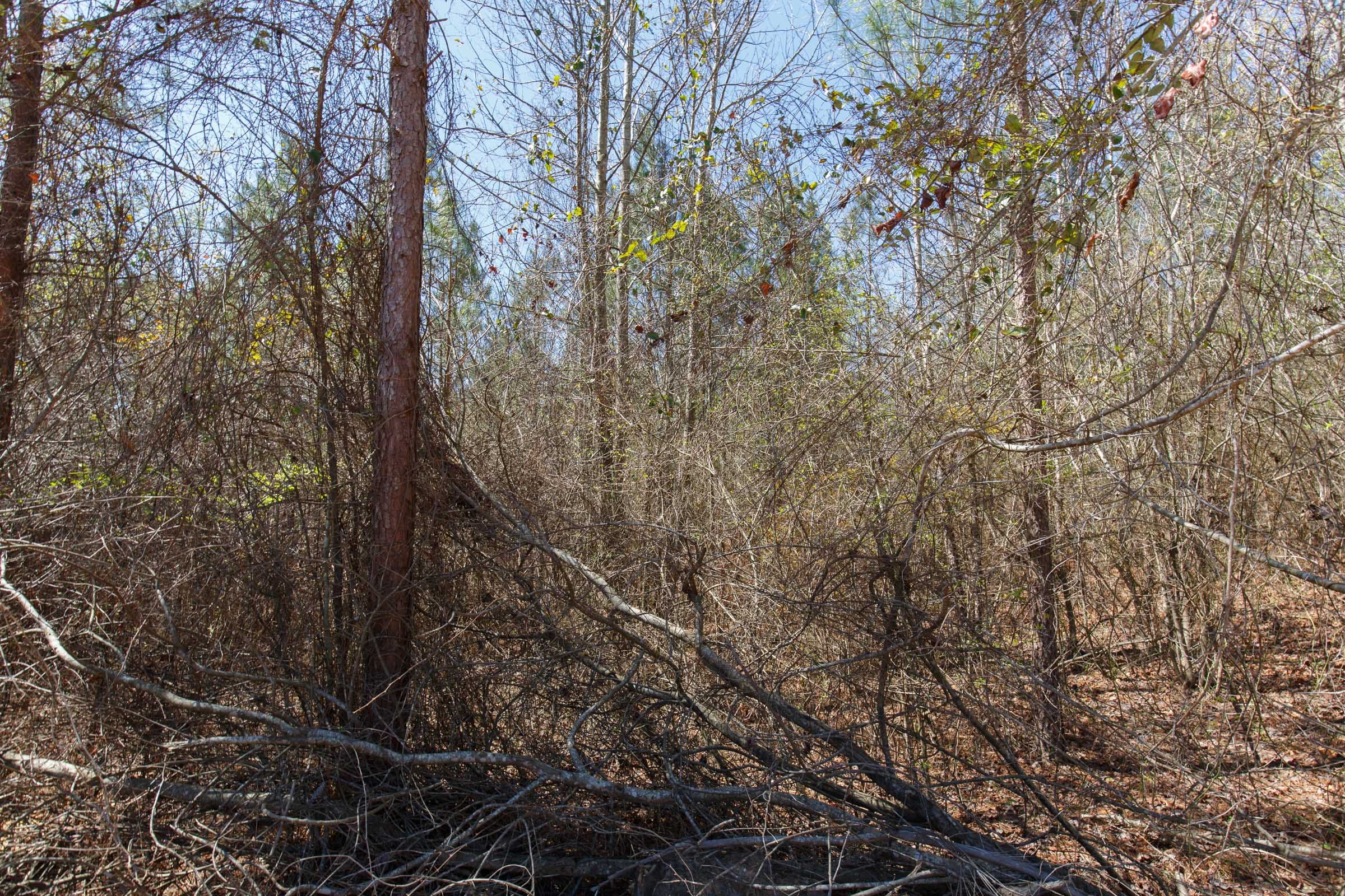 Southern Hills Tract 5 photo 8