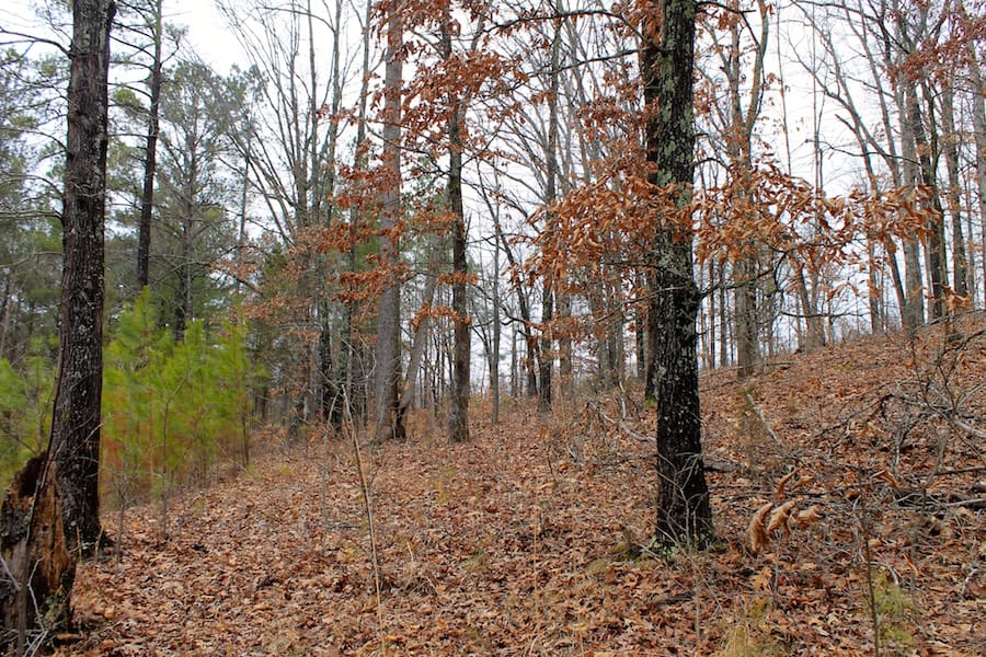 The Tennessean Tract 34 photo 3