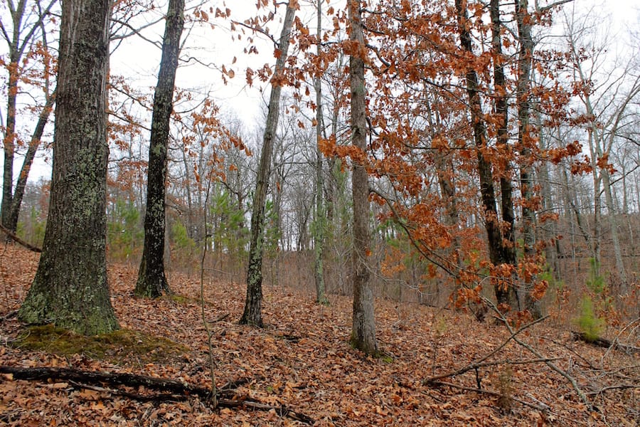 The Tennessean Tract 34 photo 6