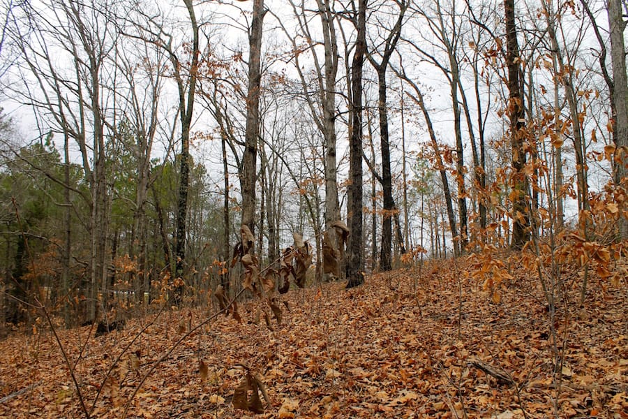 The Tennessean Tract 34 photo 7