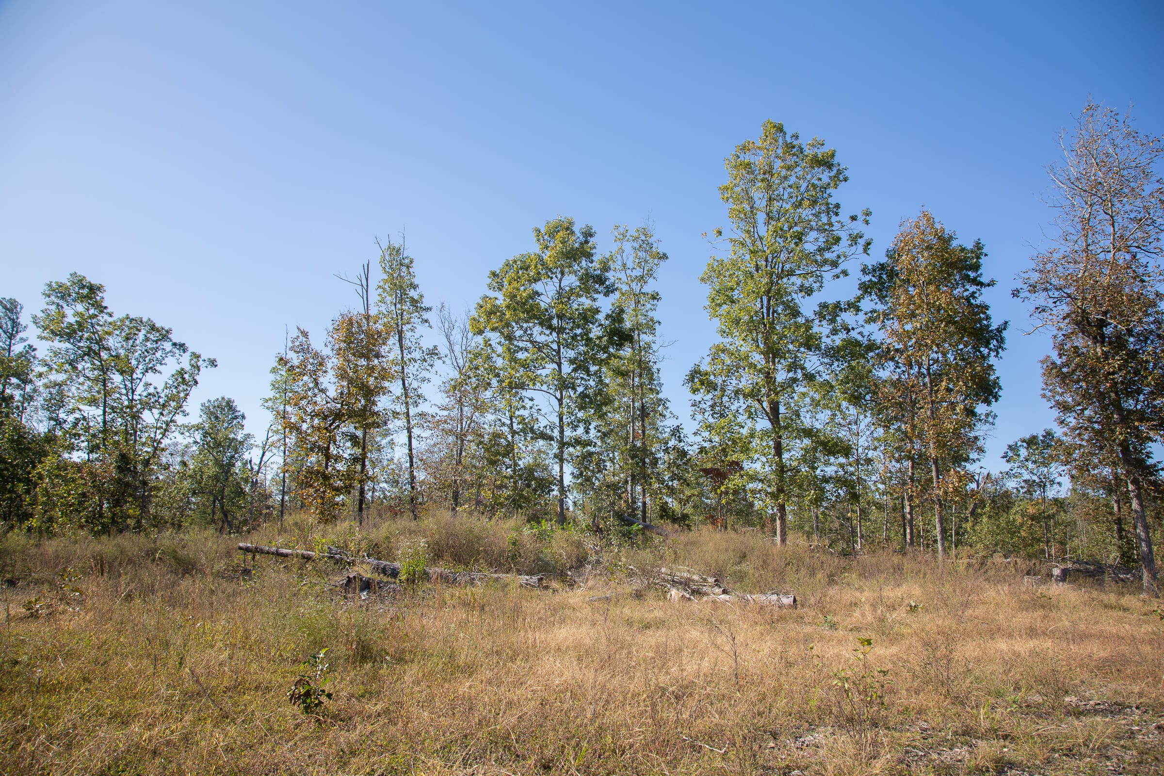 Borgmann’s Hollow Phase IV Tract 113 photo 3