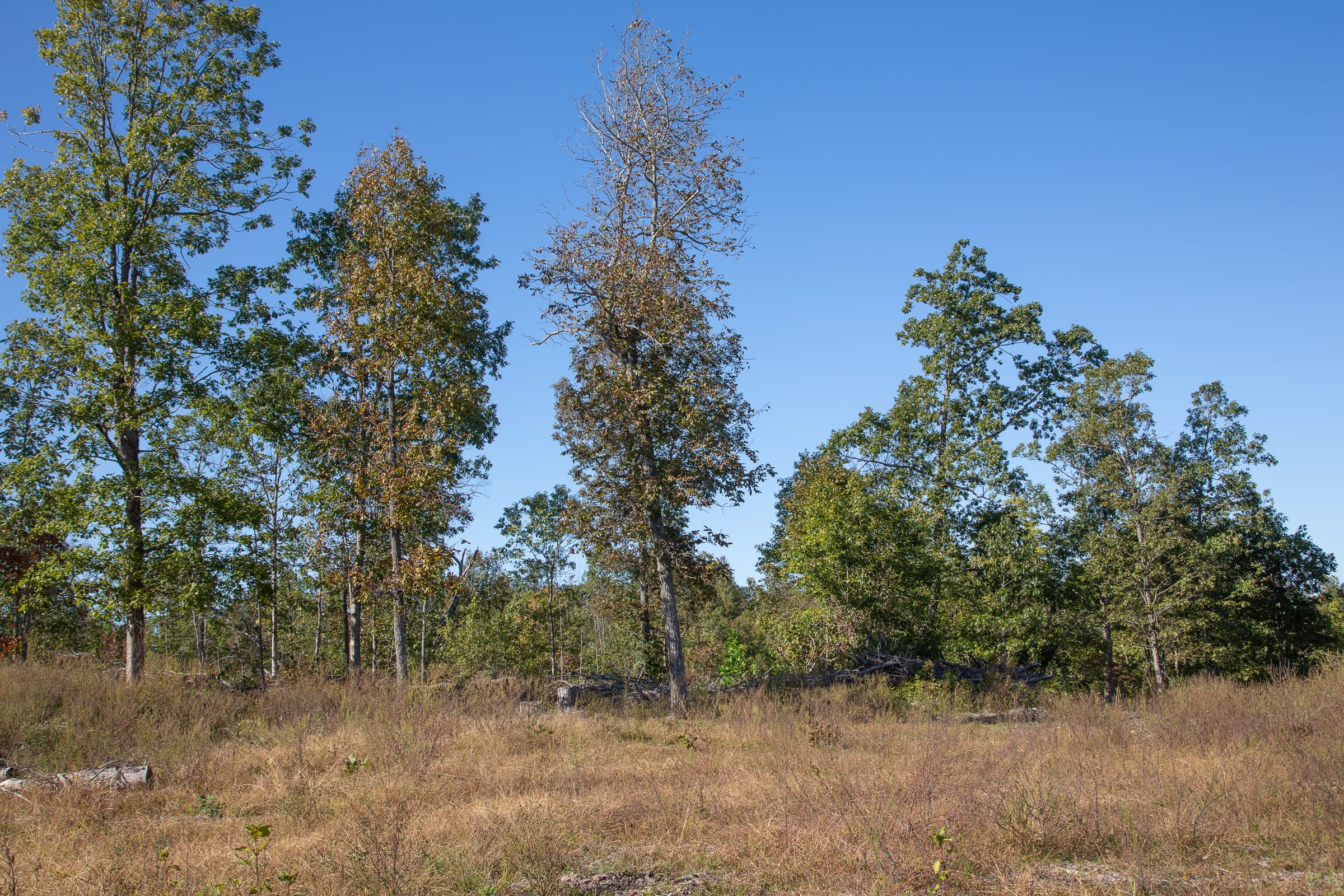 Borgmann’s Hollow Phase IV Tract 113 photo 4