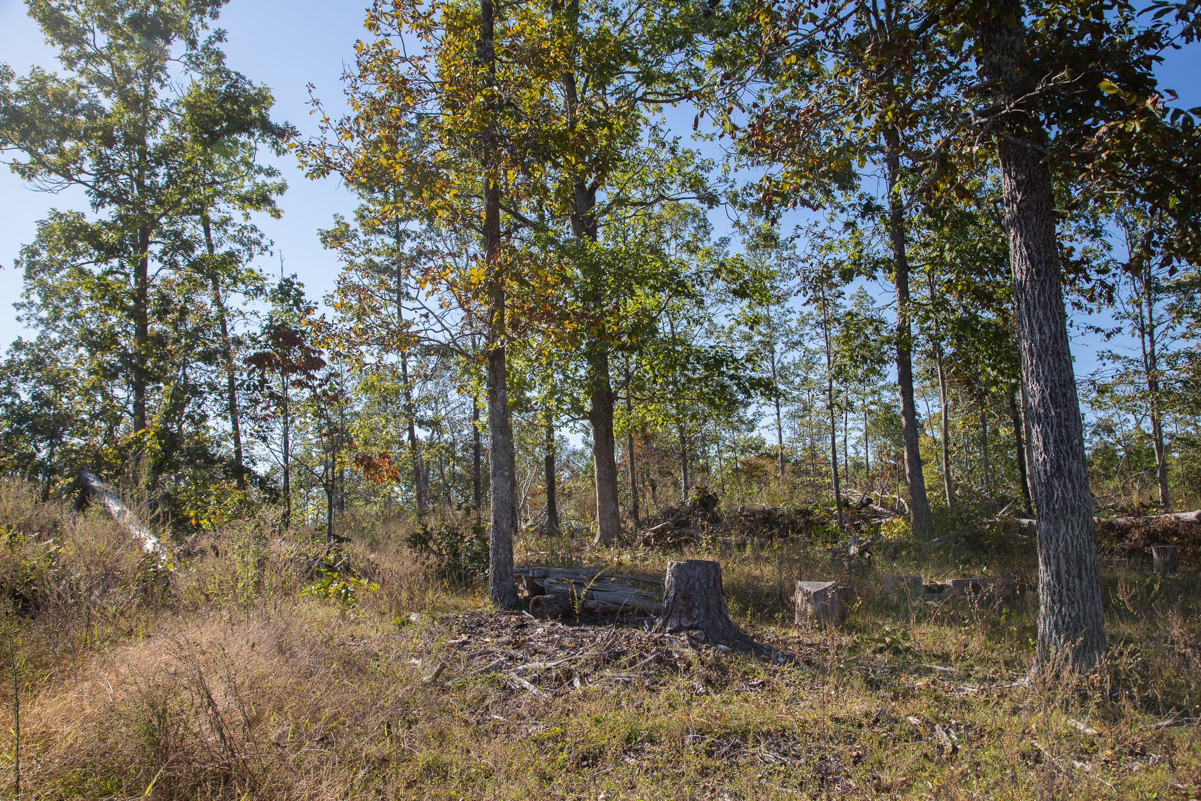 Borgmann’s Hollow Phase IV Tract 113 photo 5