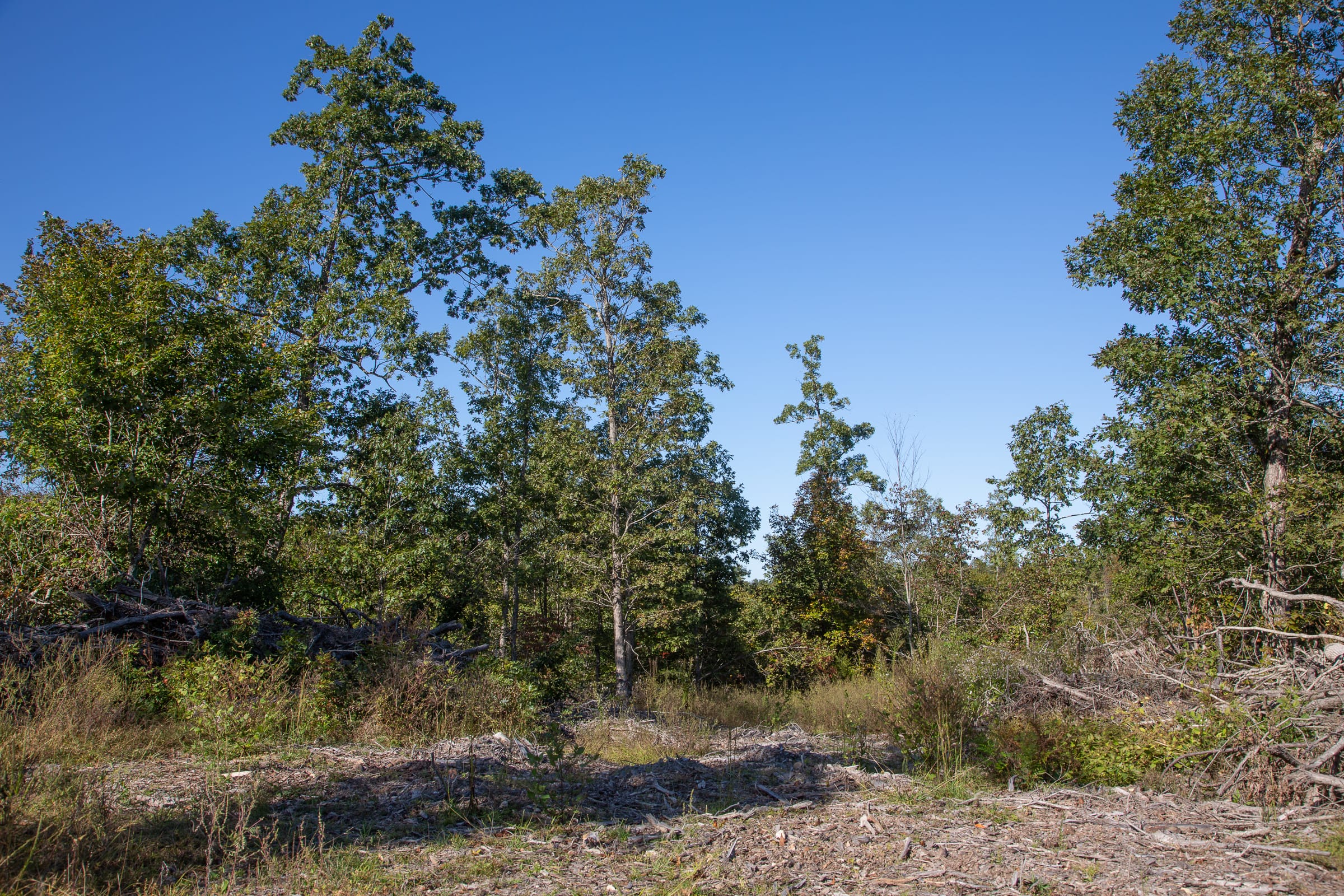 Borgmann’s Hollow Phase IV Tract 113 photo 6