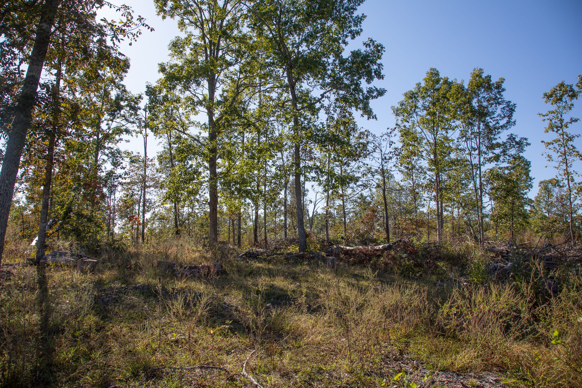 Borgmann’s Hollow Phase IV Tract 113 photo 8