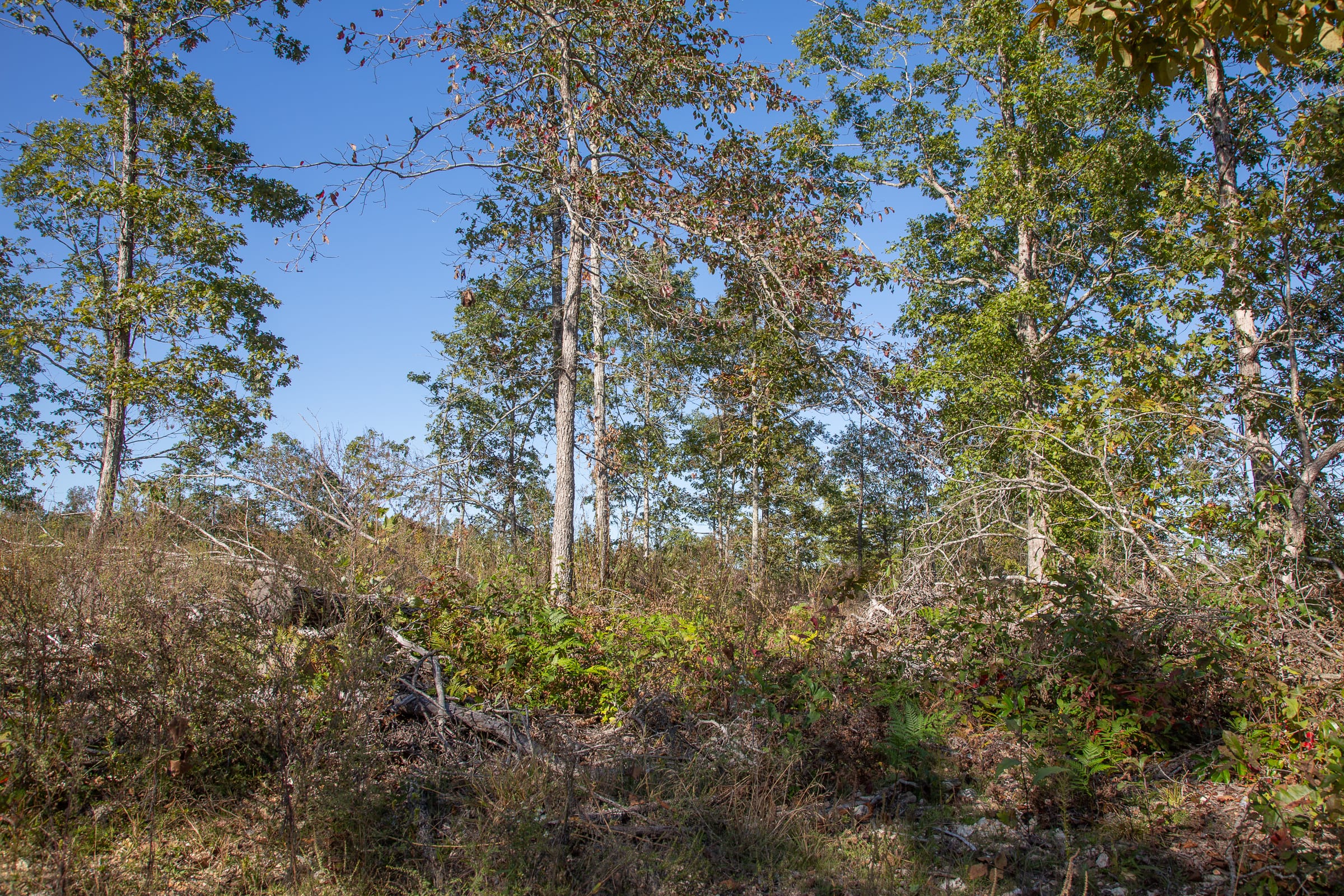 Borgmann’s Hollow Phase IV Tract 113 photo 9