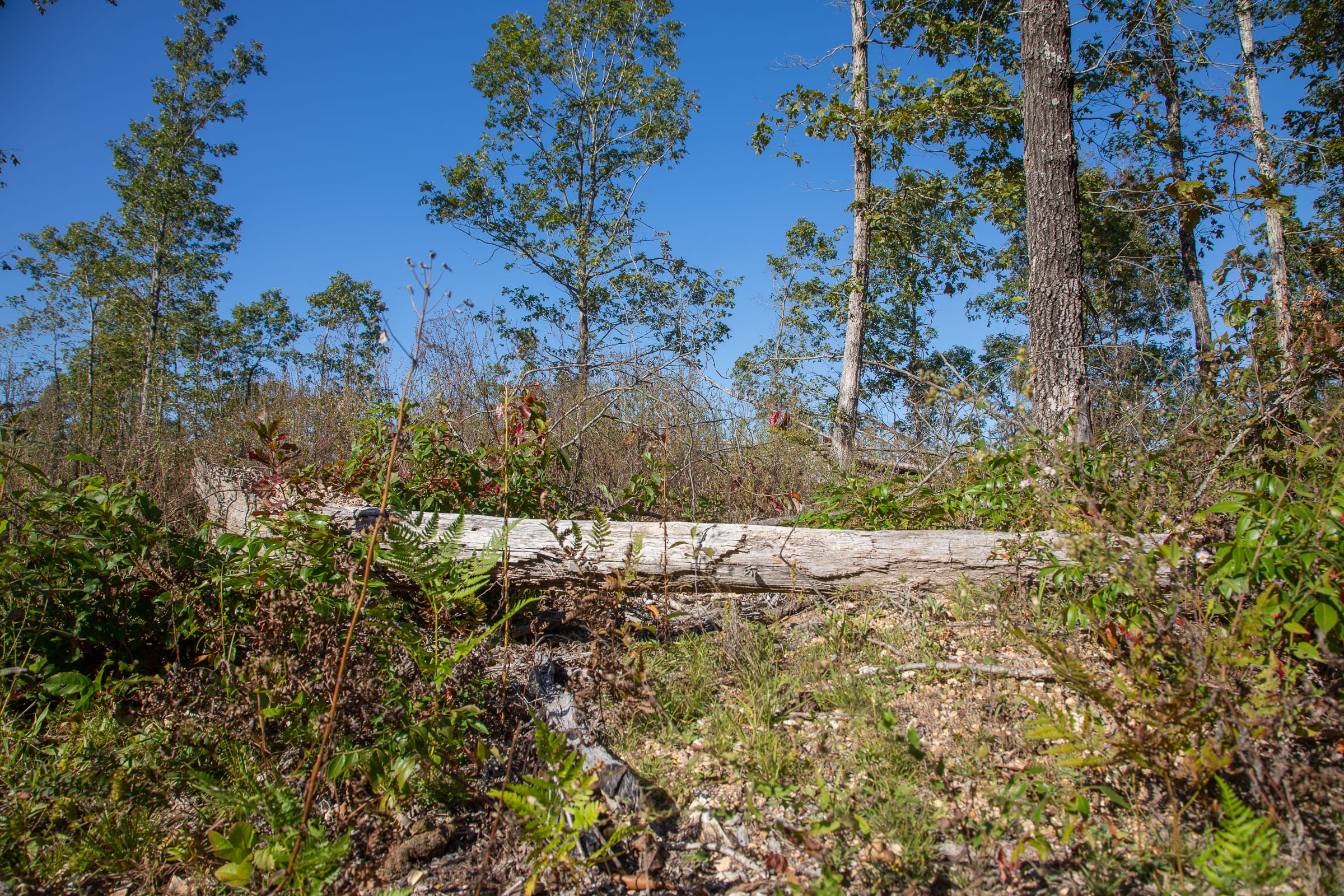 Borgmann’s Hollow Phase IV Tract 113 photo 10