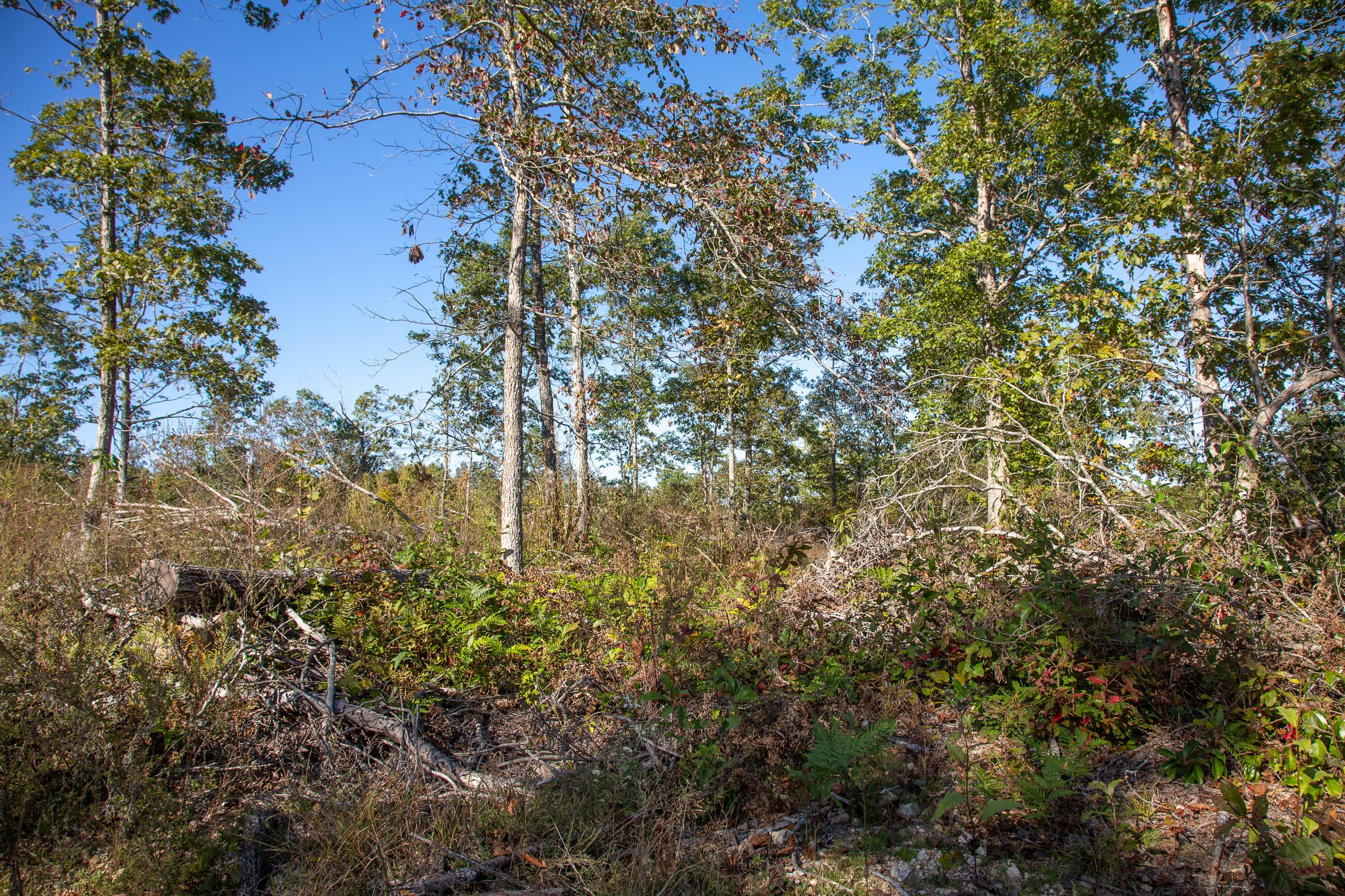 Borgmann’s Hollow Phase IV Tract 113 photo 11