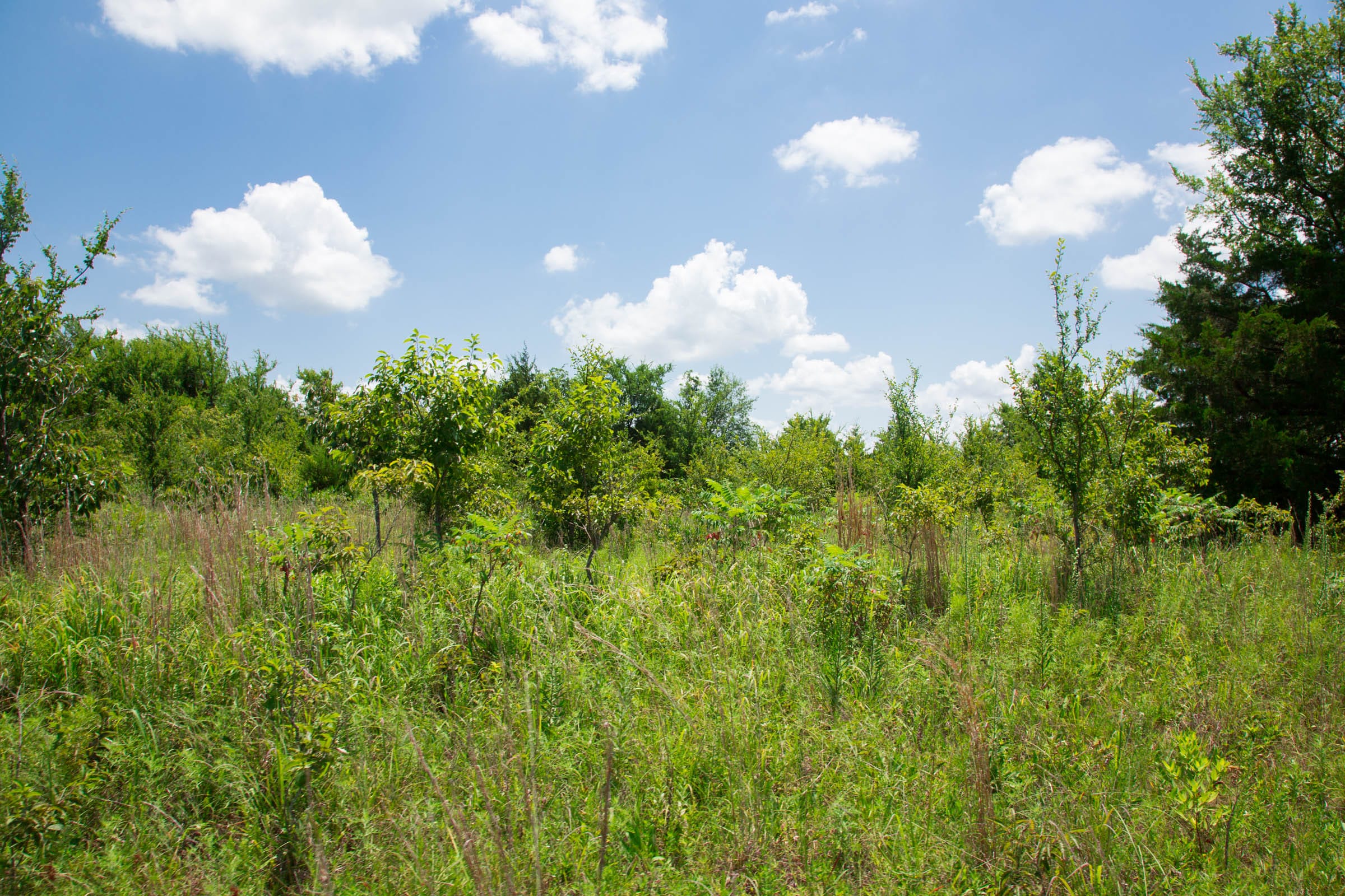 Deep Fork Ranch Tract 2 photo 9