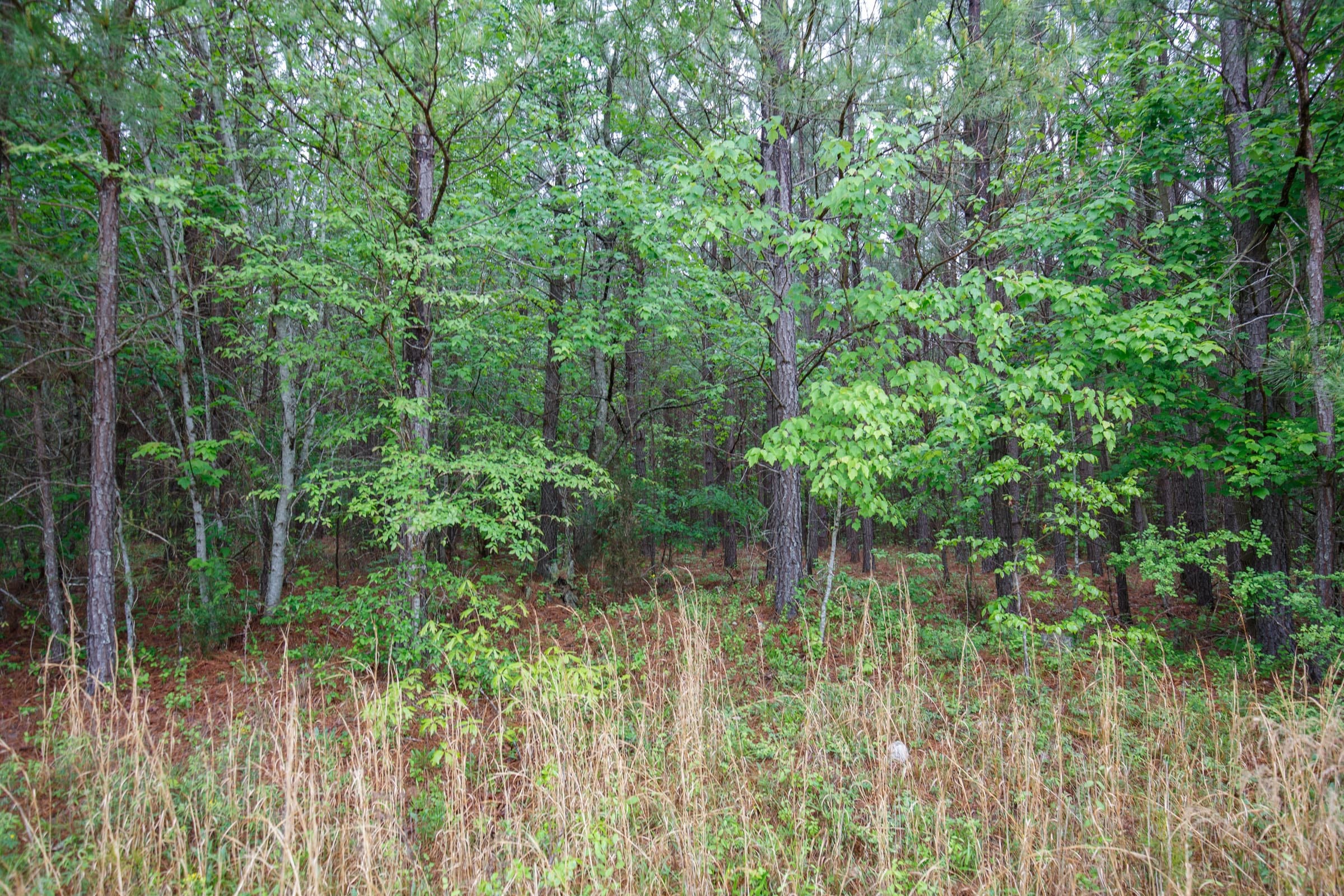 Red Barn Ranch Tract 1 photo 2