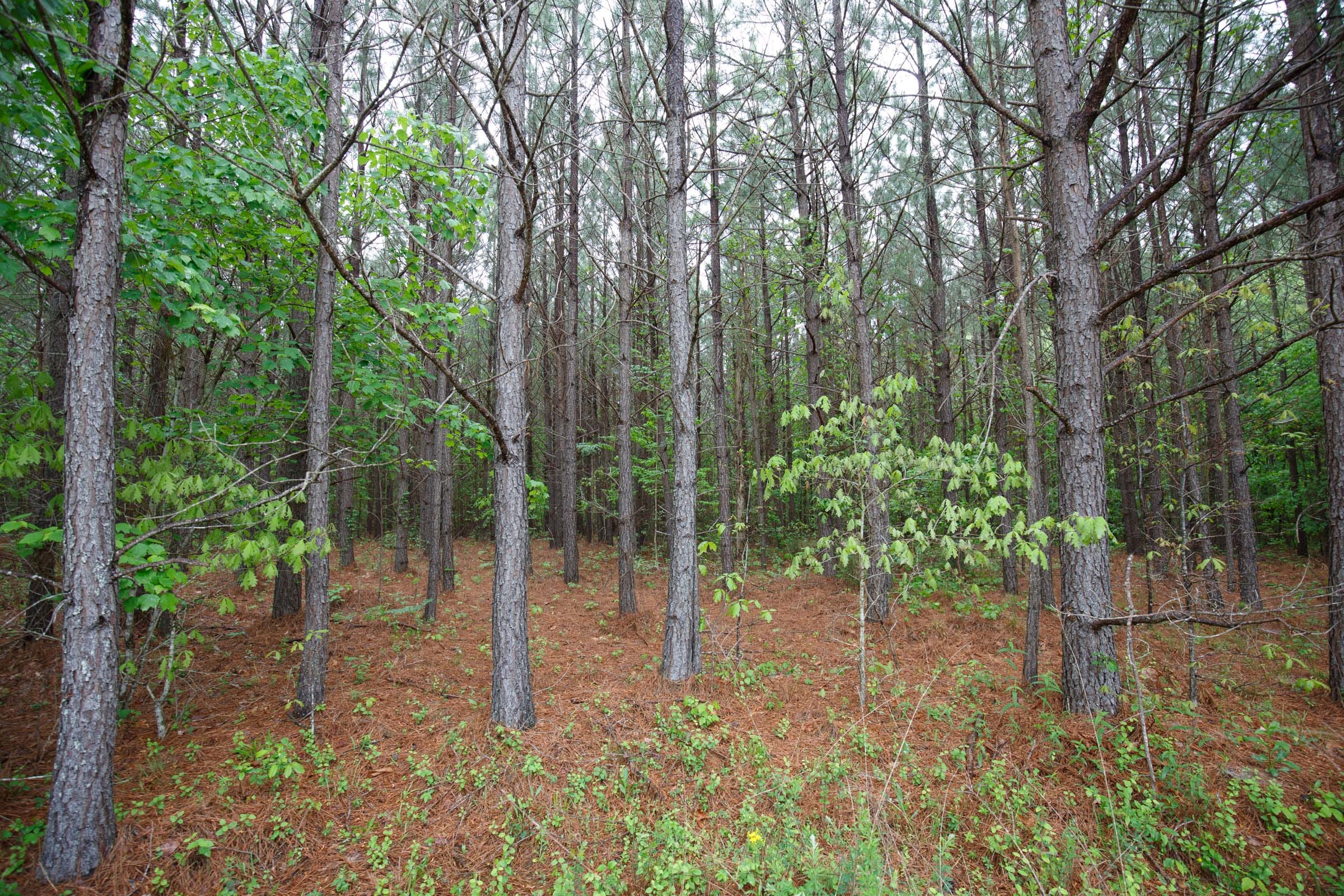 Red Barn Ranch Tract 1 photo 3