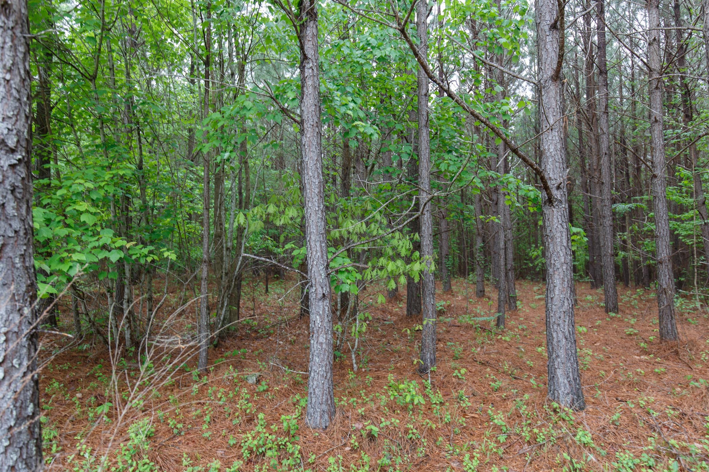 Red Barn Ranch Tract 1 photo 5