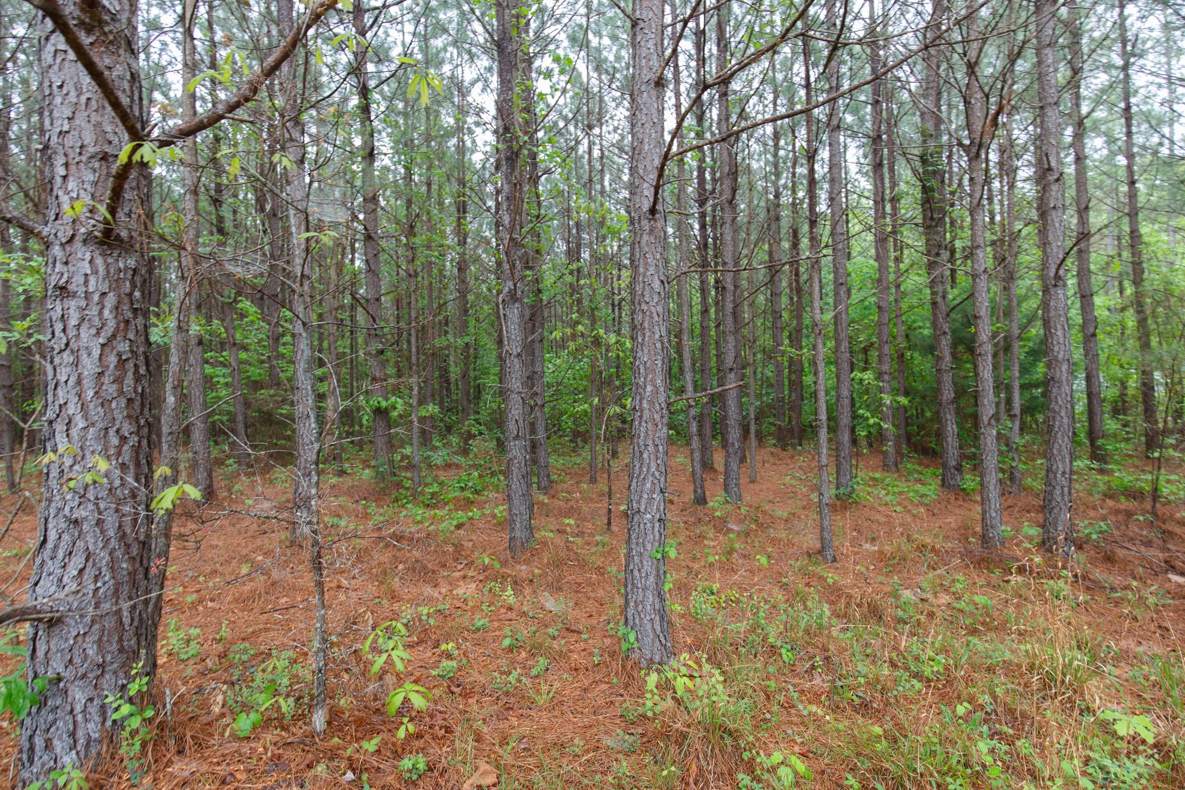 Red Barn Ranch Tract 1 photo 6
