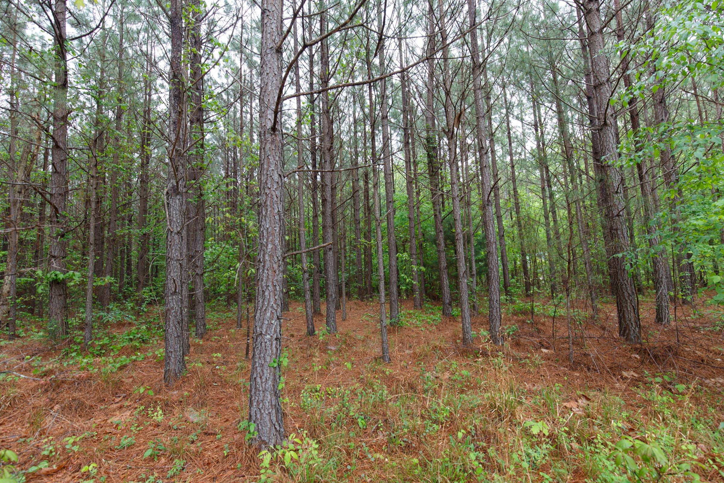Red Barn Ranch Tract 1 photo 8