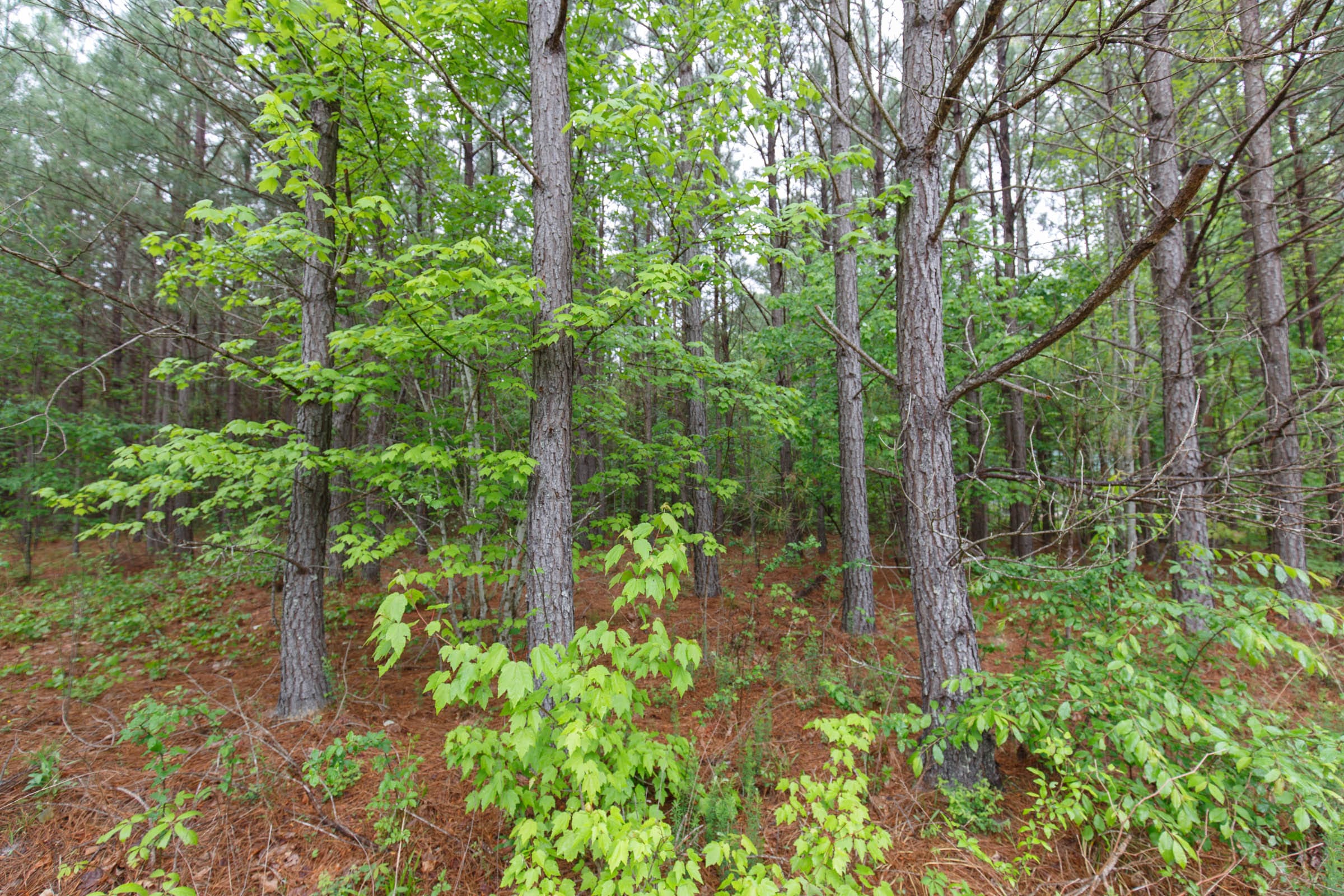 Red Barn Ranch Tract 1 photo 11
