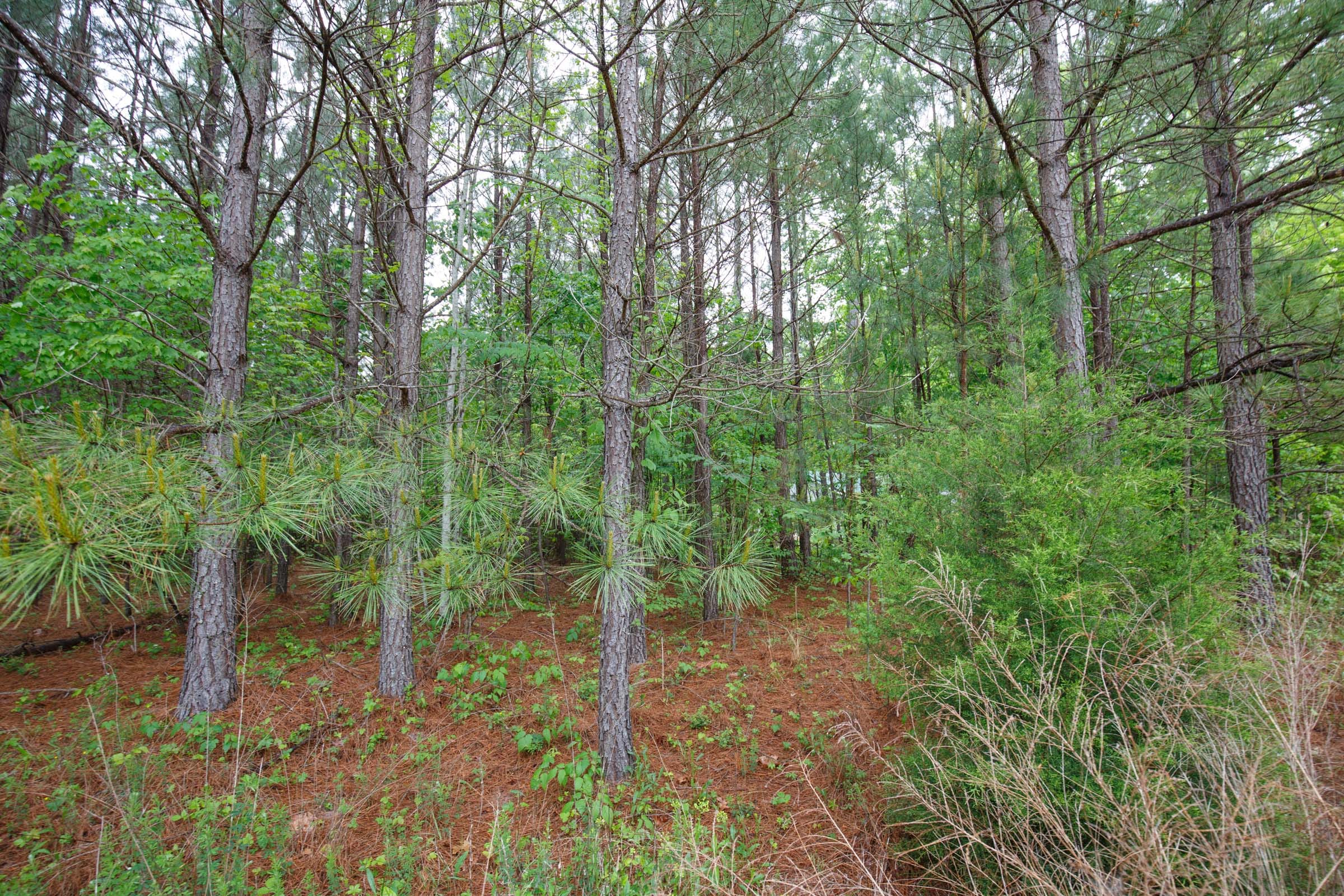 Red Barn Ranch Tract 1 photo 9