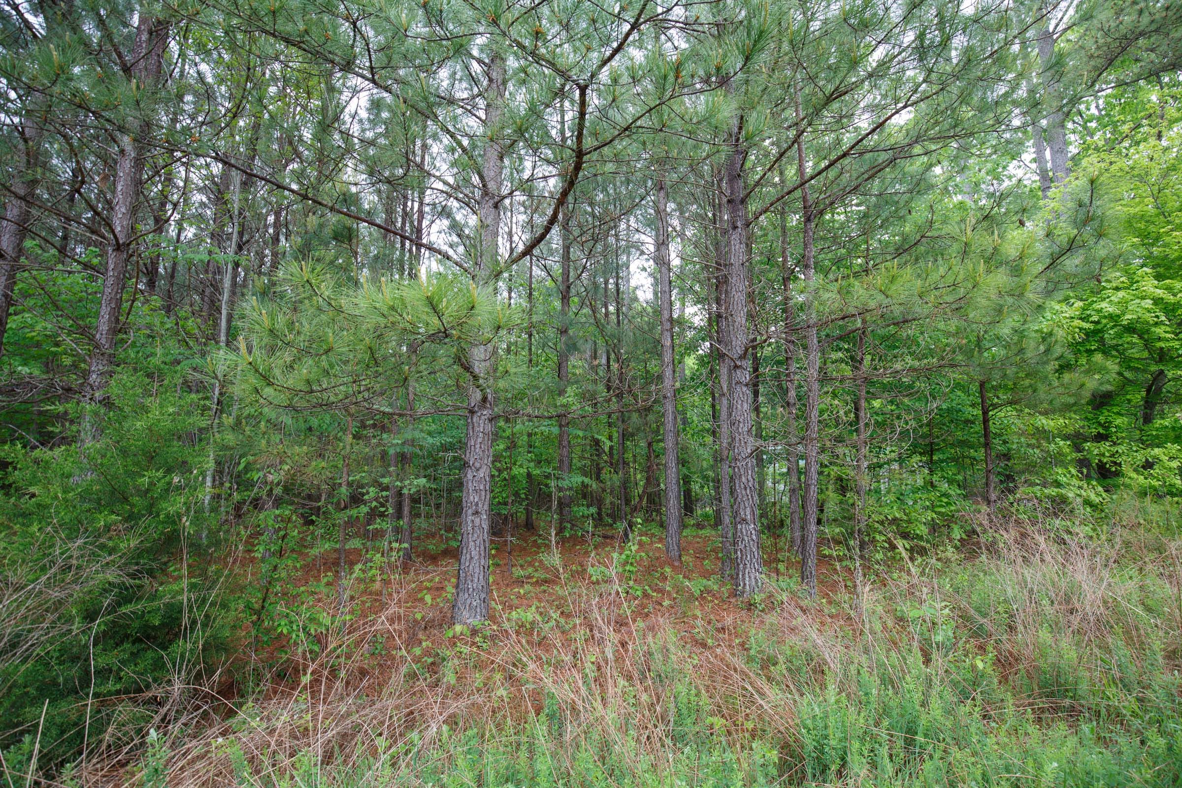 Red Barn Ranch Tract 1 photo 12