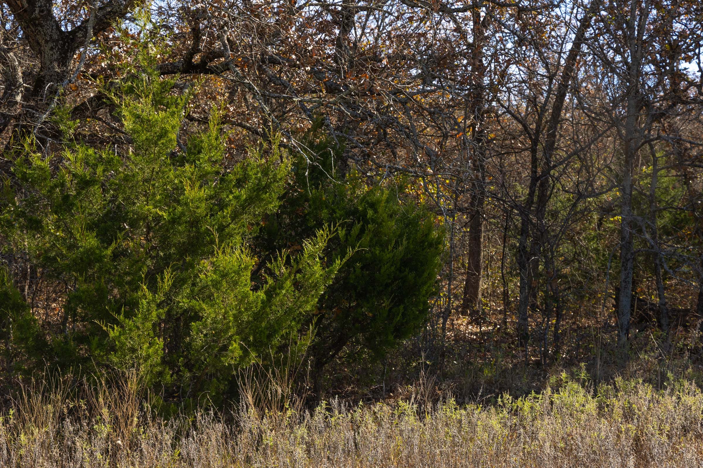 Harmony Hills Tract 47 photo 10