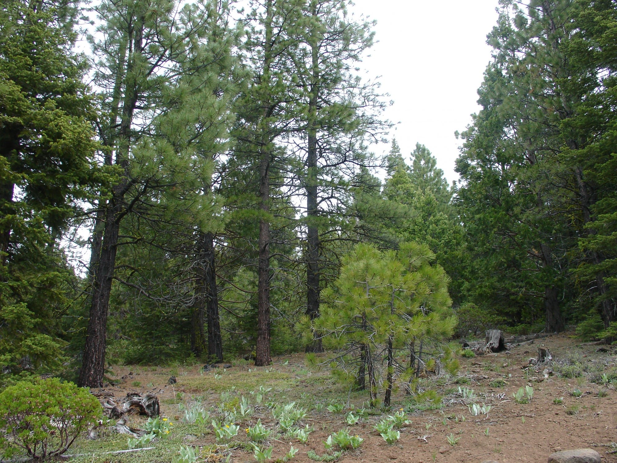 California Pines Tract 42 photo 6