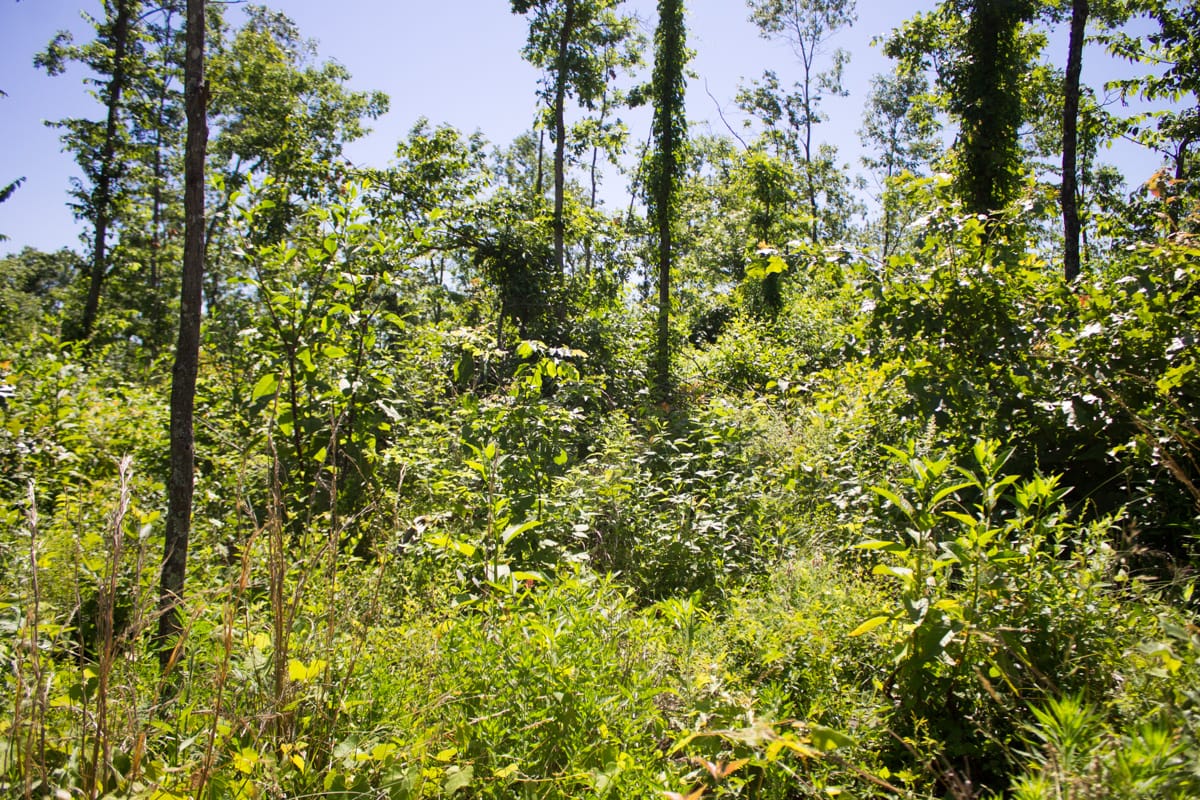 Timber Crossing Tract 6 photo 2
