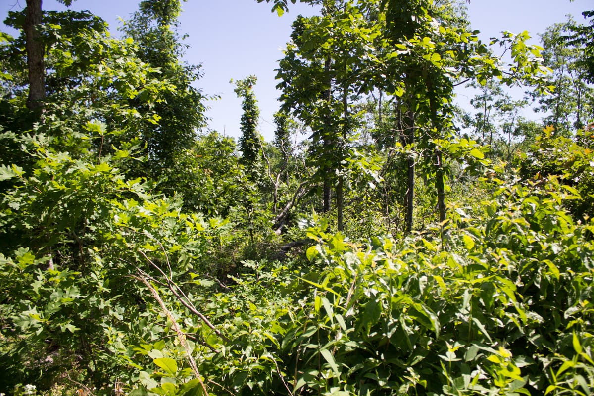 Timber Crossing Tract 6 photo 3