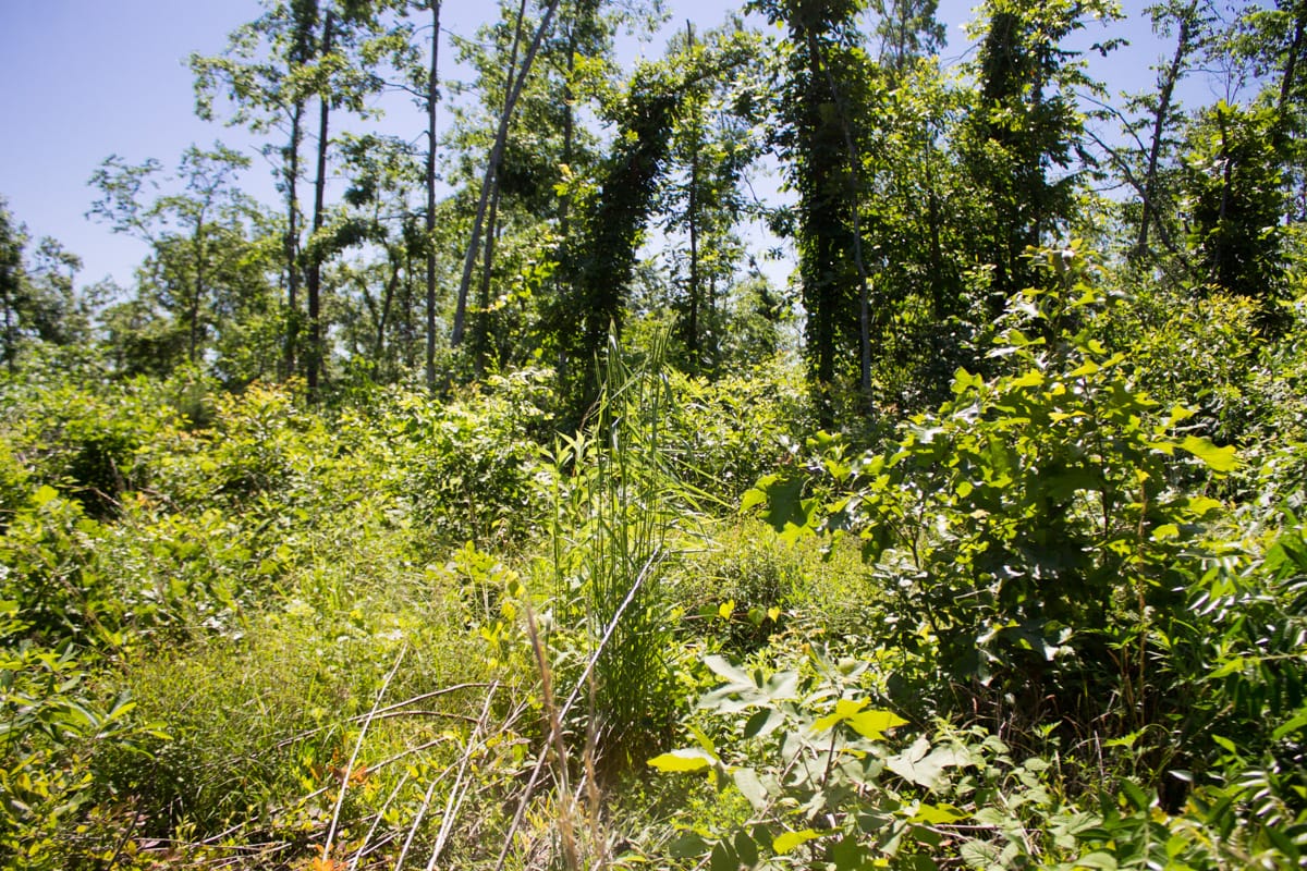 Timber Crossing Tract 6 photo 5