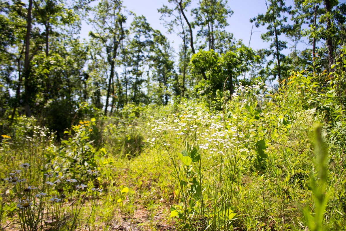 Timber Crossing Tract 6 photo 7