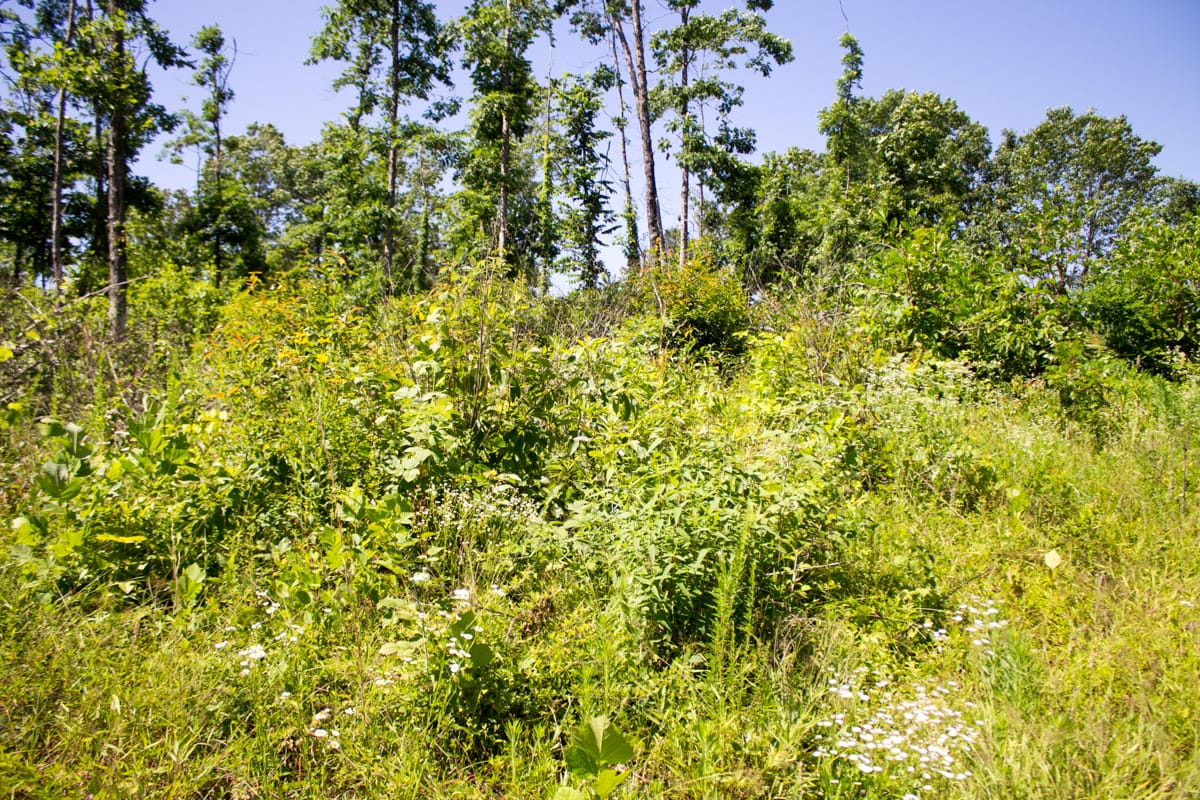 Timber Crossing Tract 6 photo 8