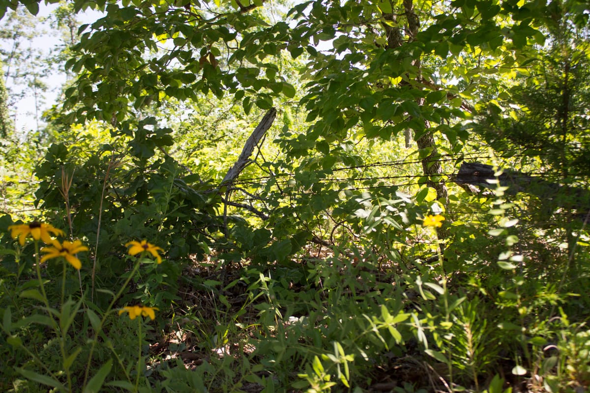 Timber Crossing Tract 6 photo 11