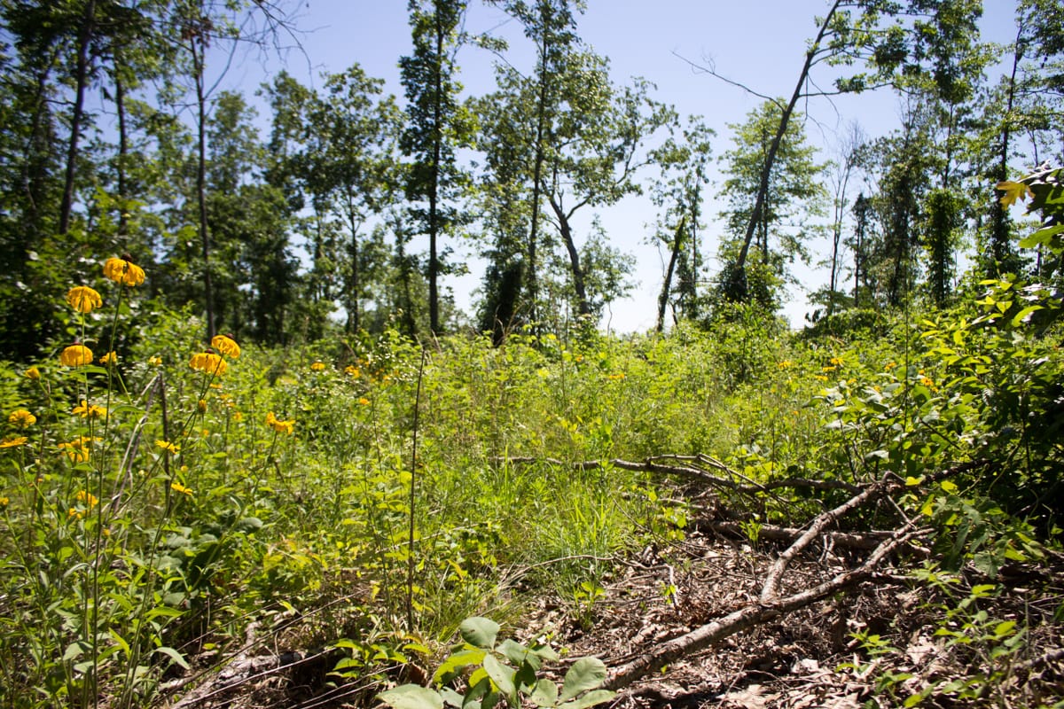 Timber Crossing Tract 6 photo 12