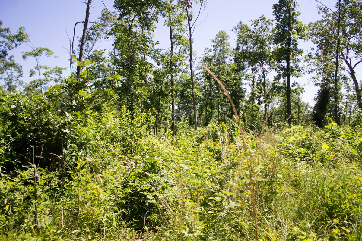 Timber Crossing Tract 6 photo 13