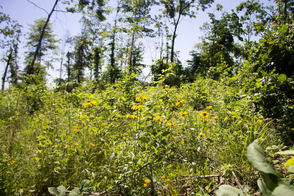 Timber Crossing Tract 6 photo 14