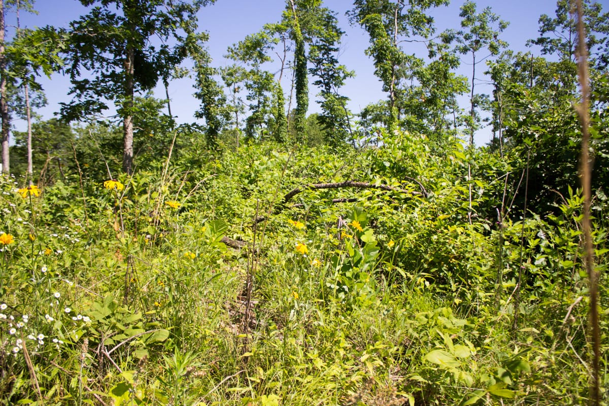 Timber Crossing Tract 6 photo 15
