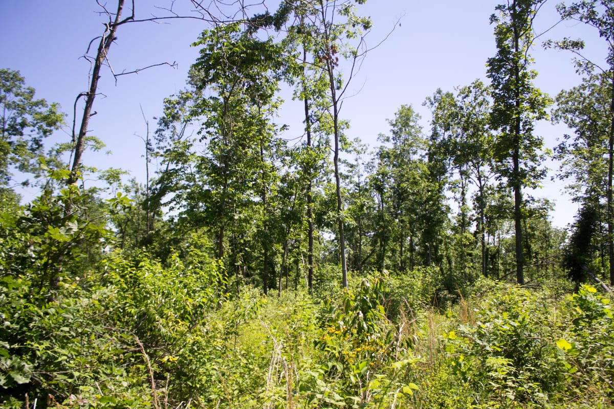Timber Crossing Tract 6 photo 16