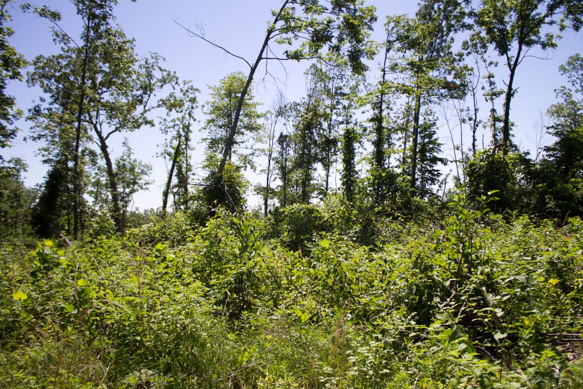 Timber Crossing Tract 6 photo 17