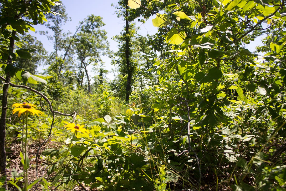 Timber Crossing Tract 6 photo 18