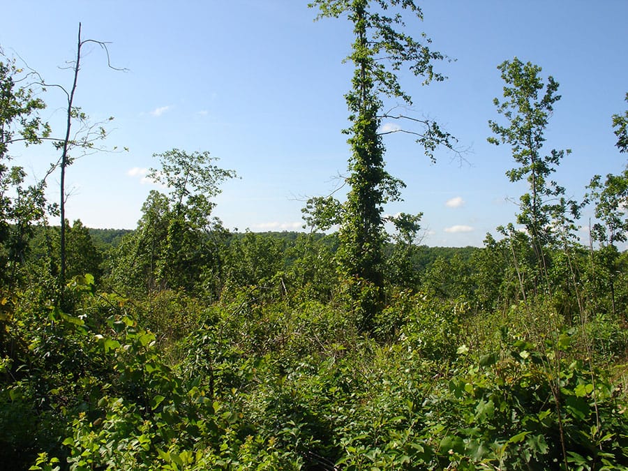 Antler Ridge Tract 32 photo 5