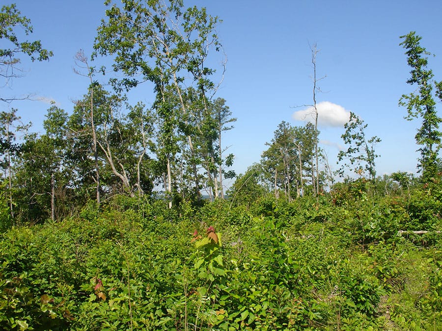 Antler Ridge Tract 32 photo 6